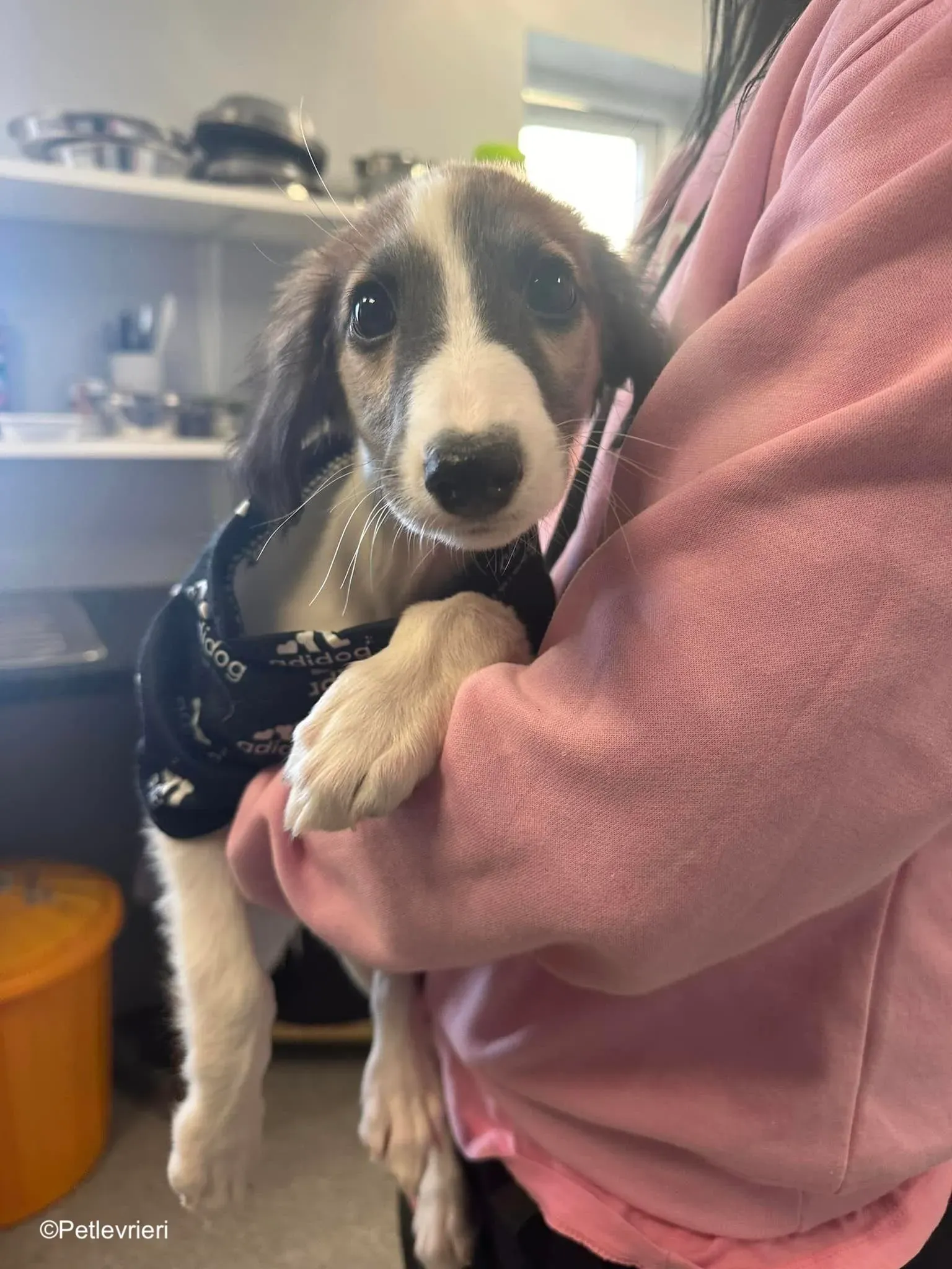 seamus adozione levrieri greyhound 4