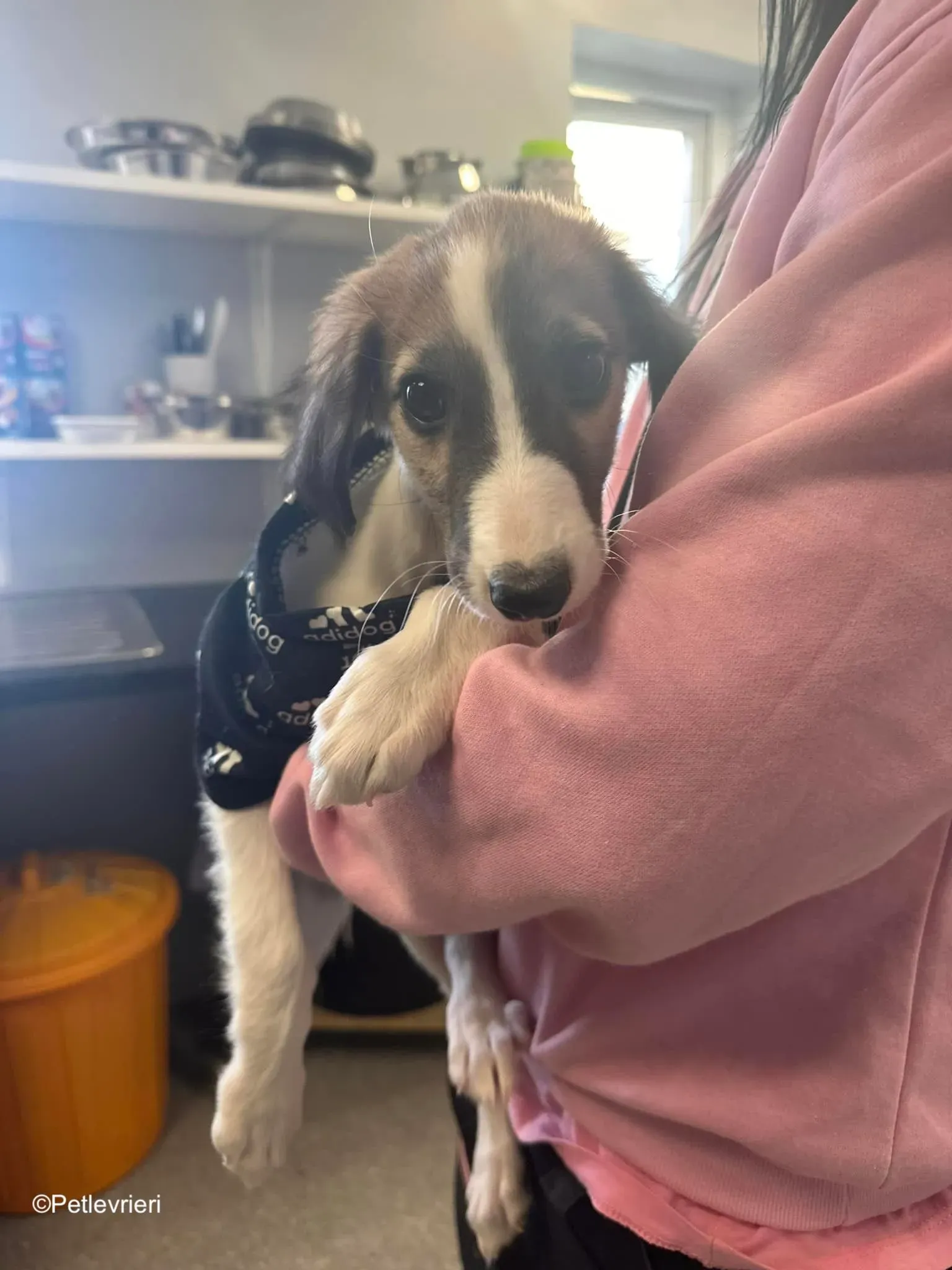 seamus adozione levrieri greyhound 5