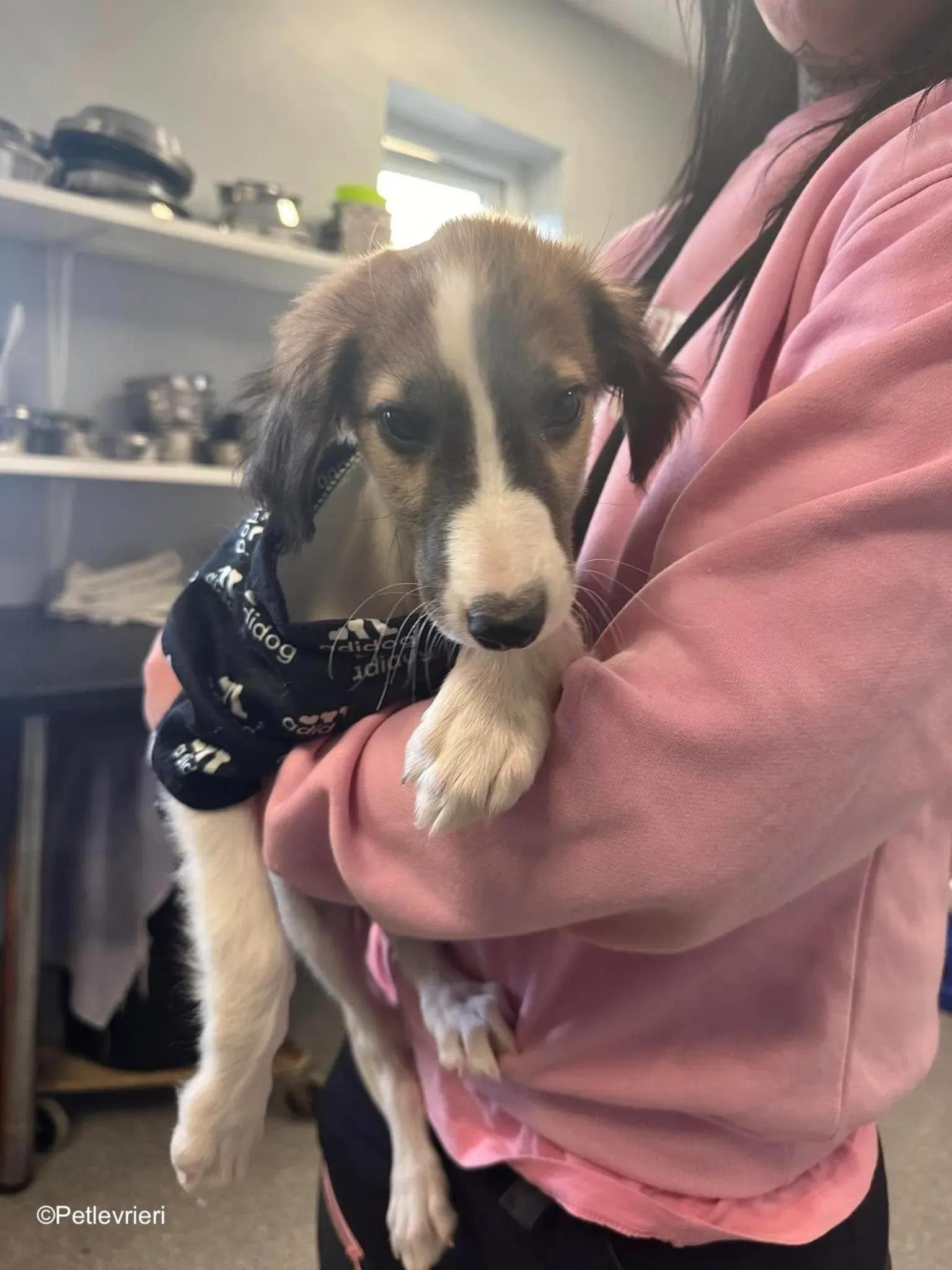 seamus adozione levrieri greyhound 6