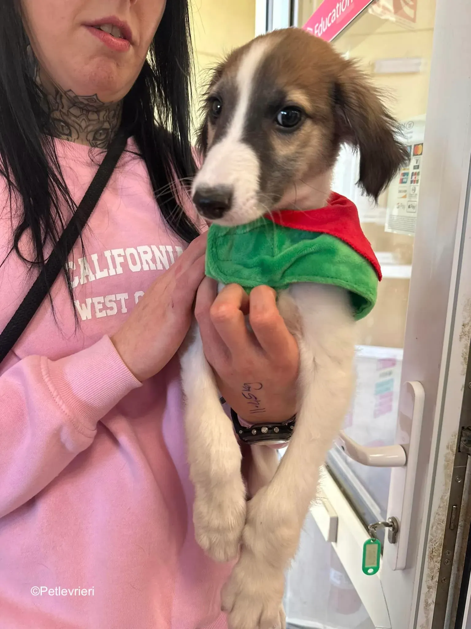 seamus adozione levrieri greyhound 7