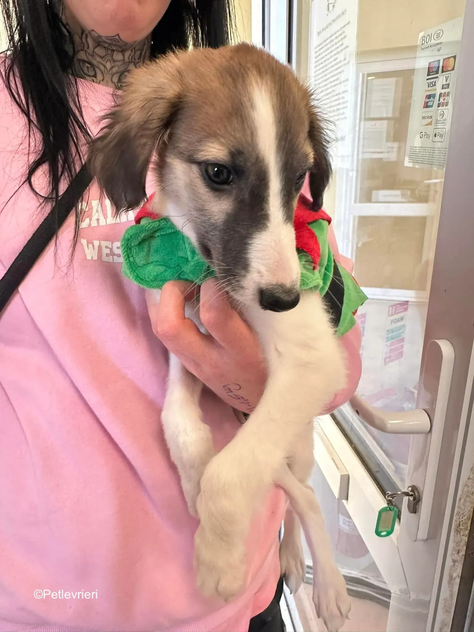 seamus adozione levrieri greyhound 8