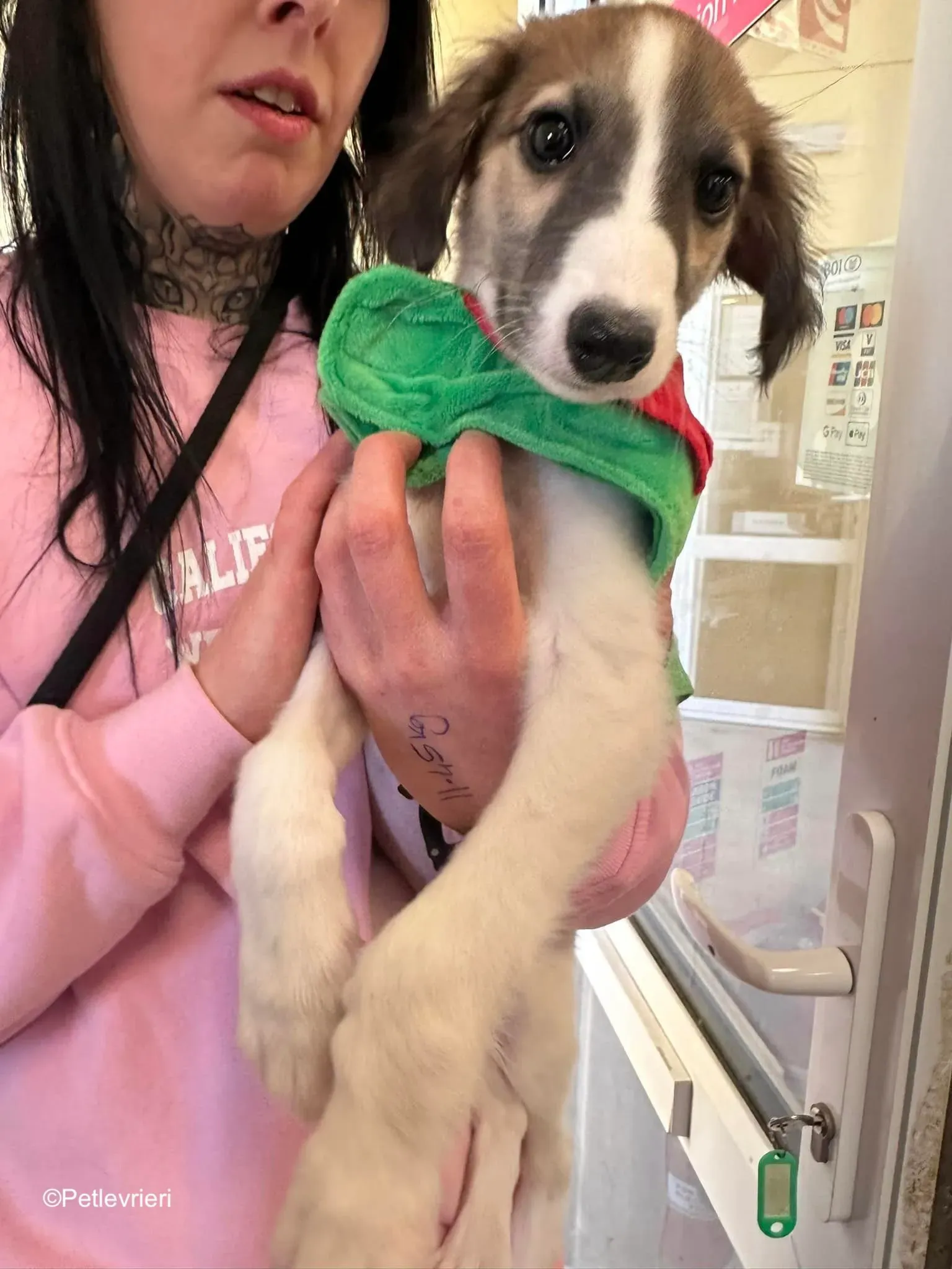 seamus adozione levrieri greyhound 9