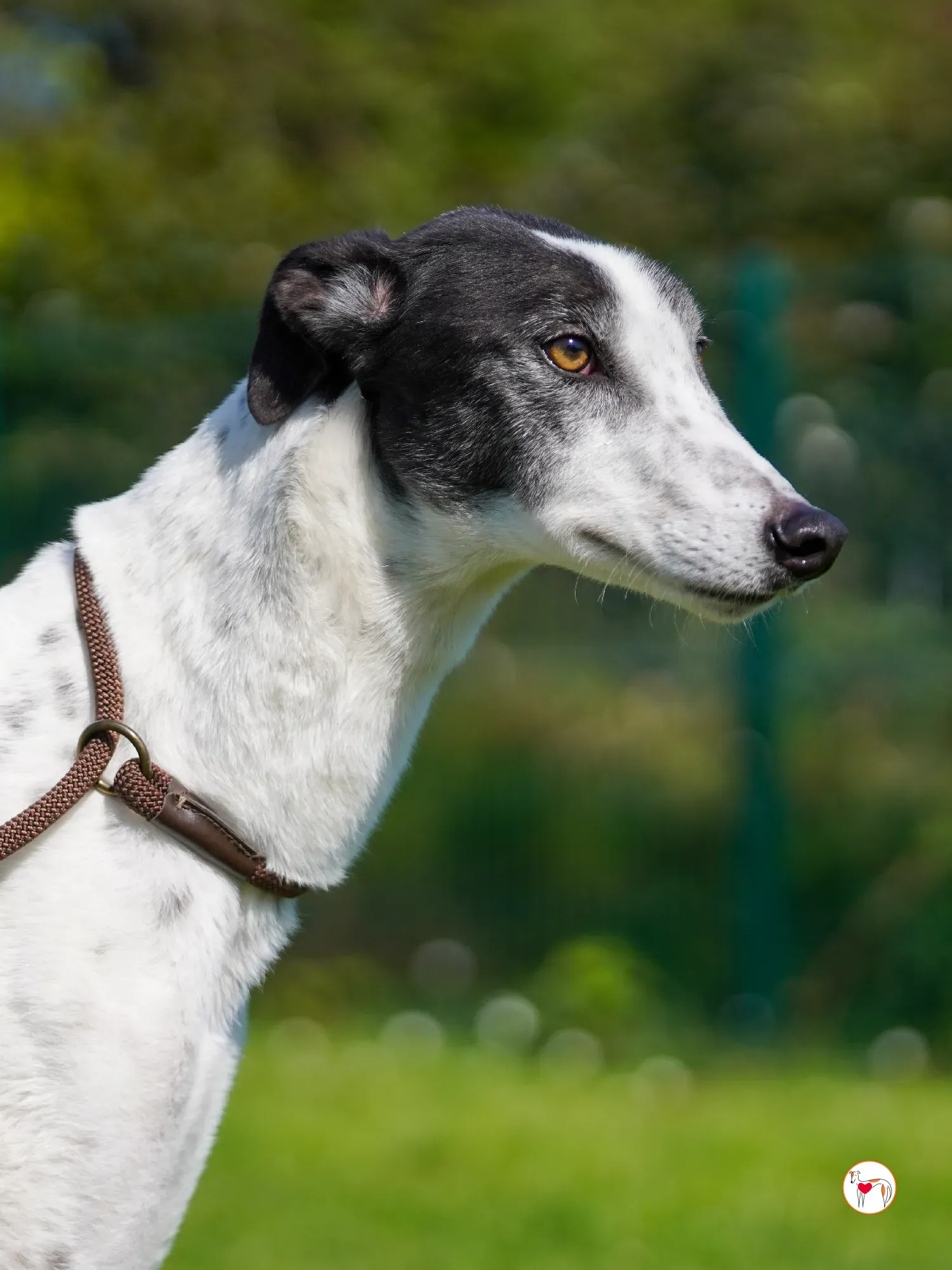 seamus grey adozione 01