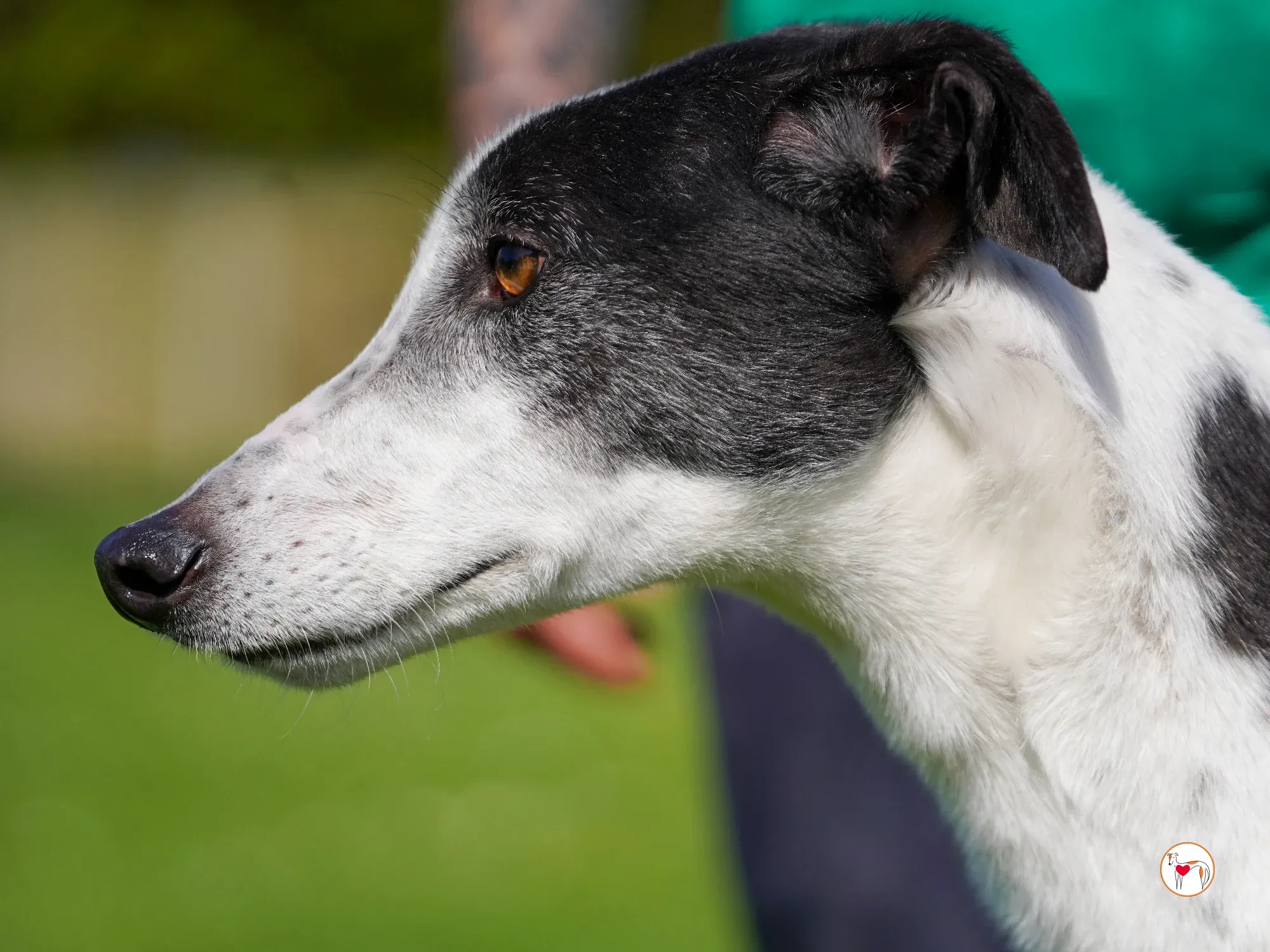 seamus grey adozione 02