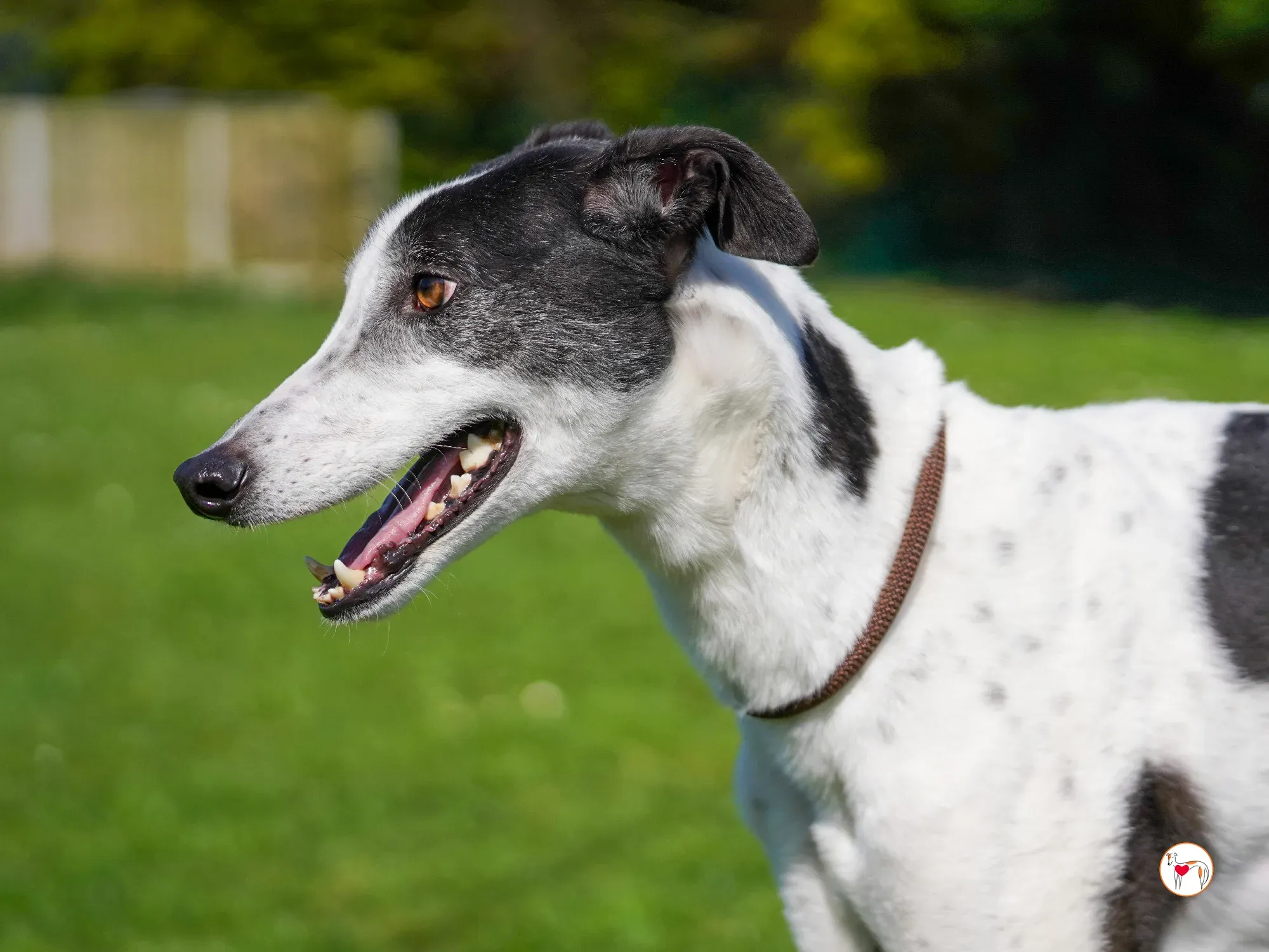 seamus grey adozione 03