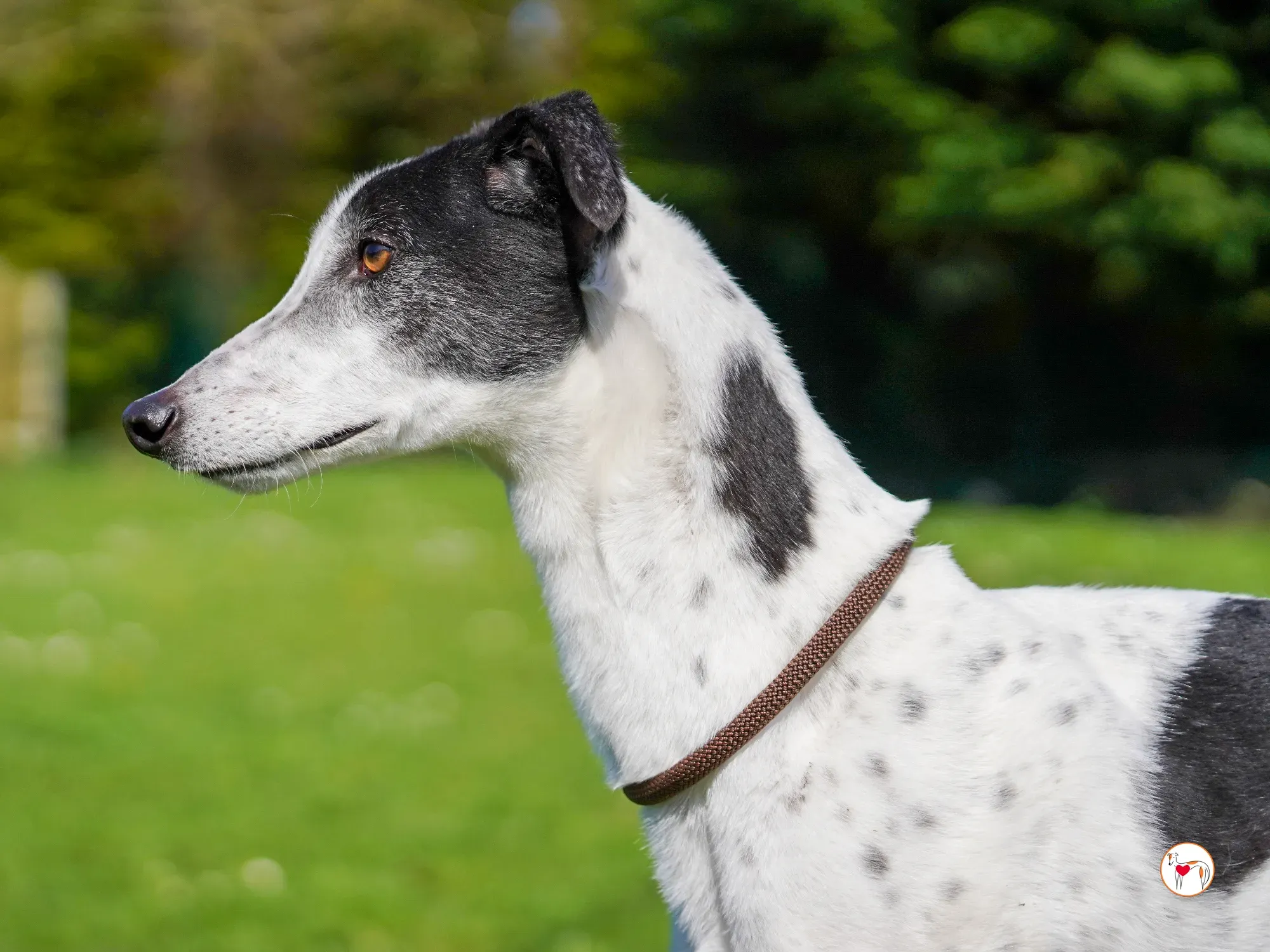 seamus grey adozione 04