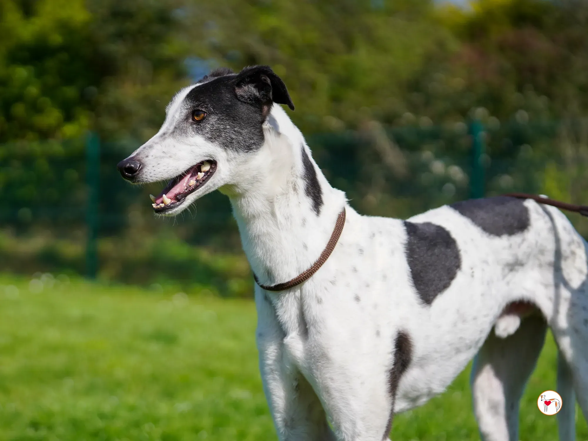 seamus grey adozione 05