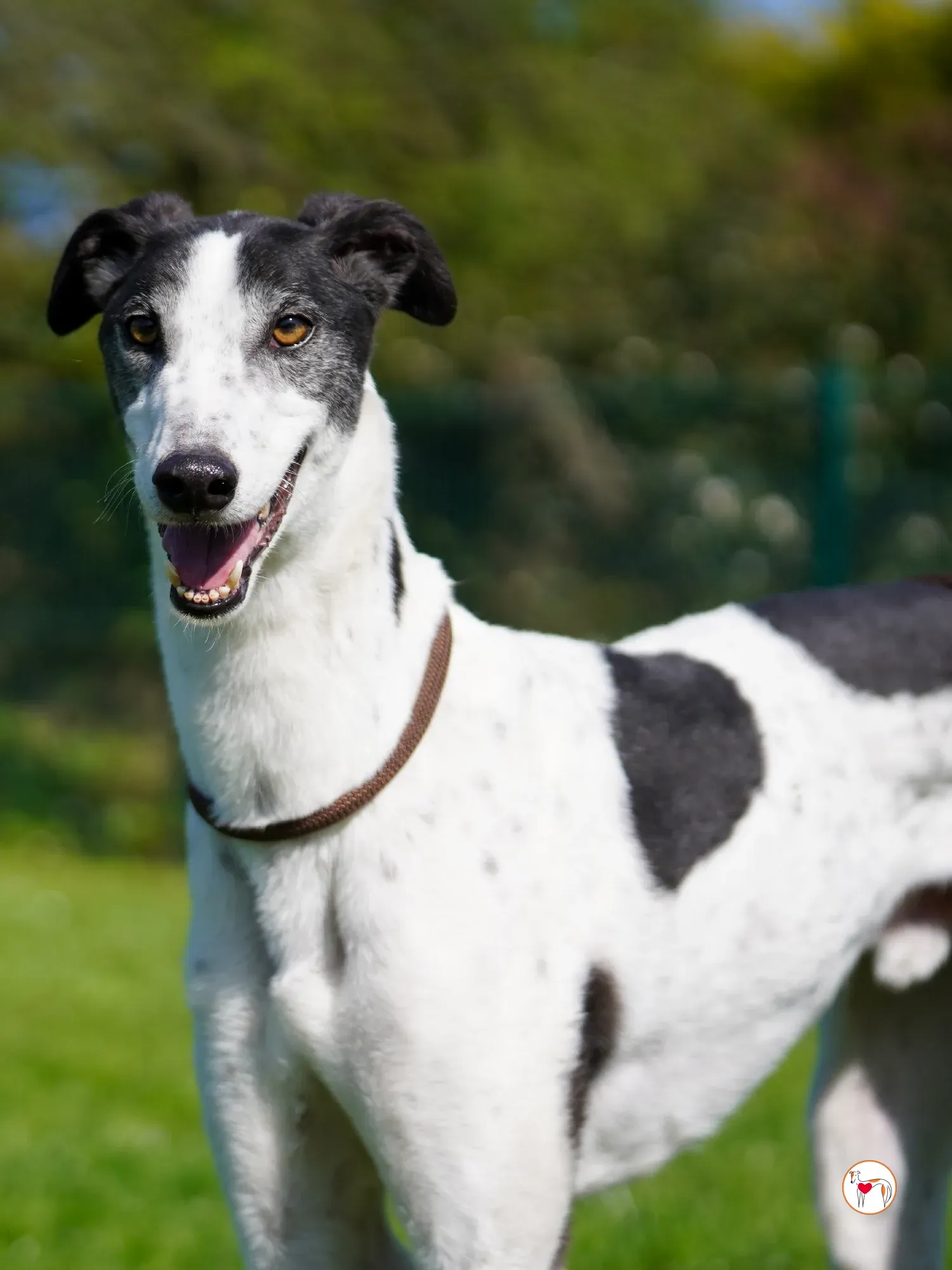 seamus grey adozione 06