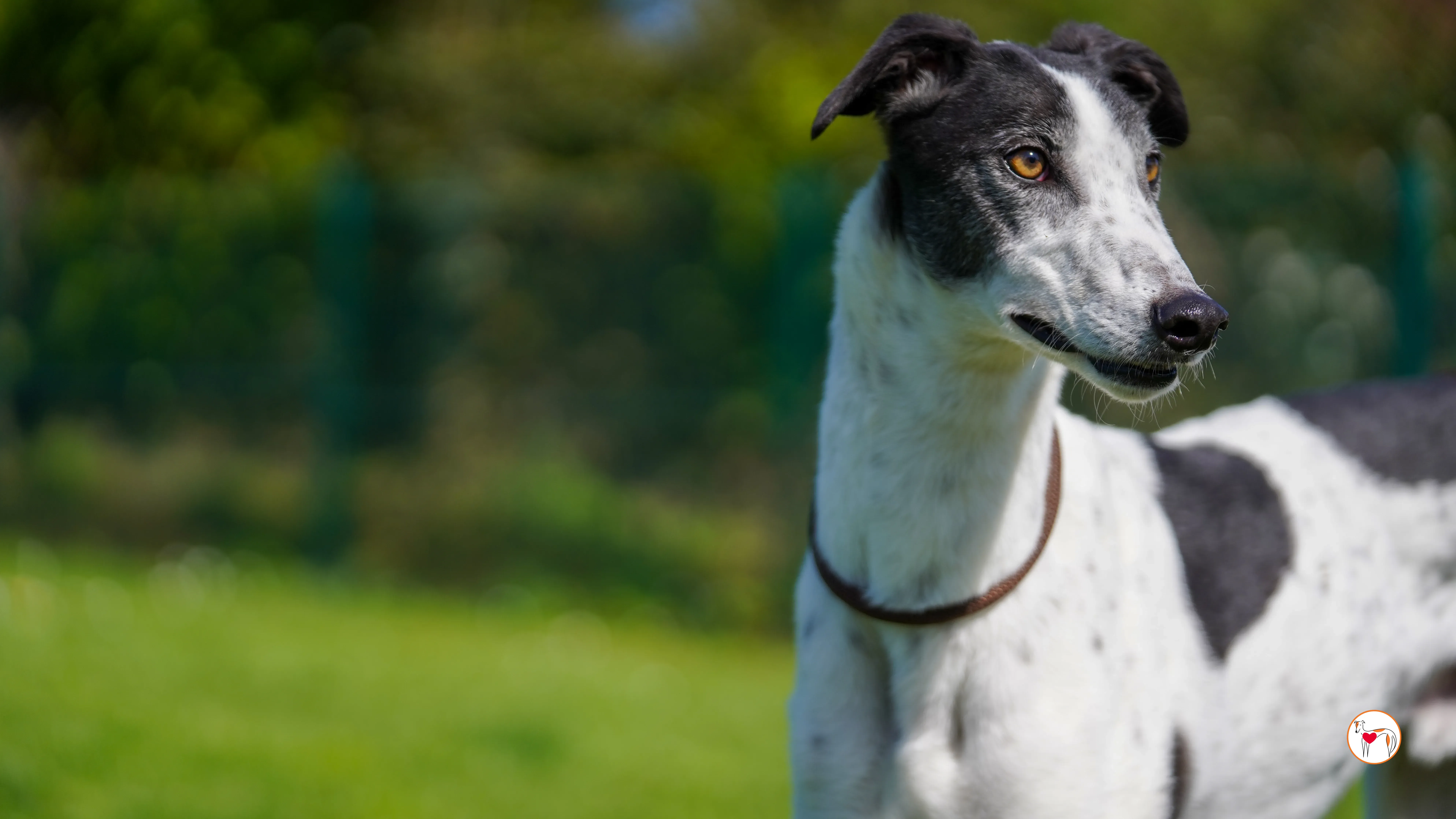 seamus grey adozione 07