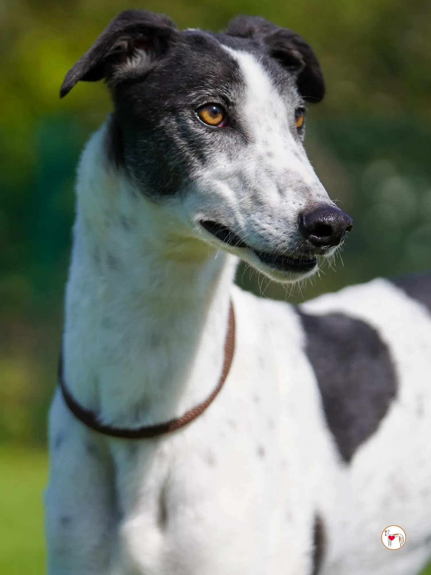 seamus grey adozione 08