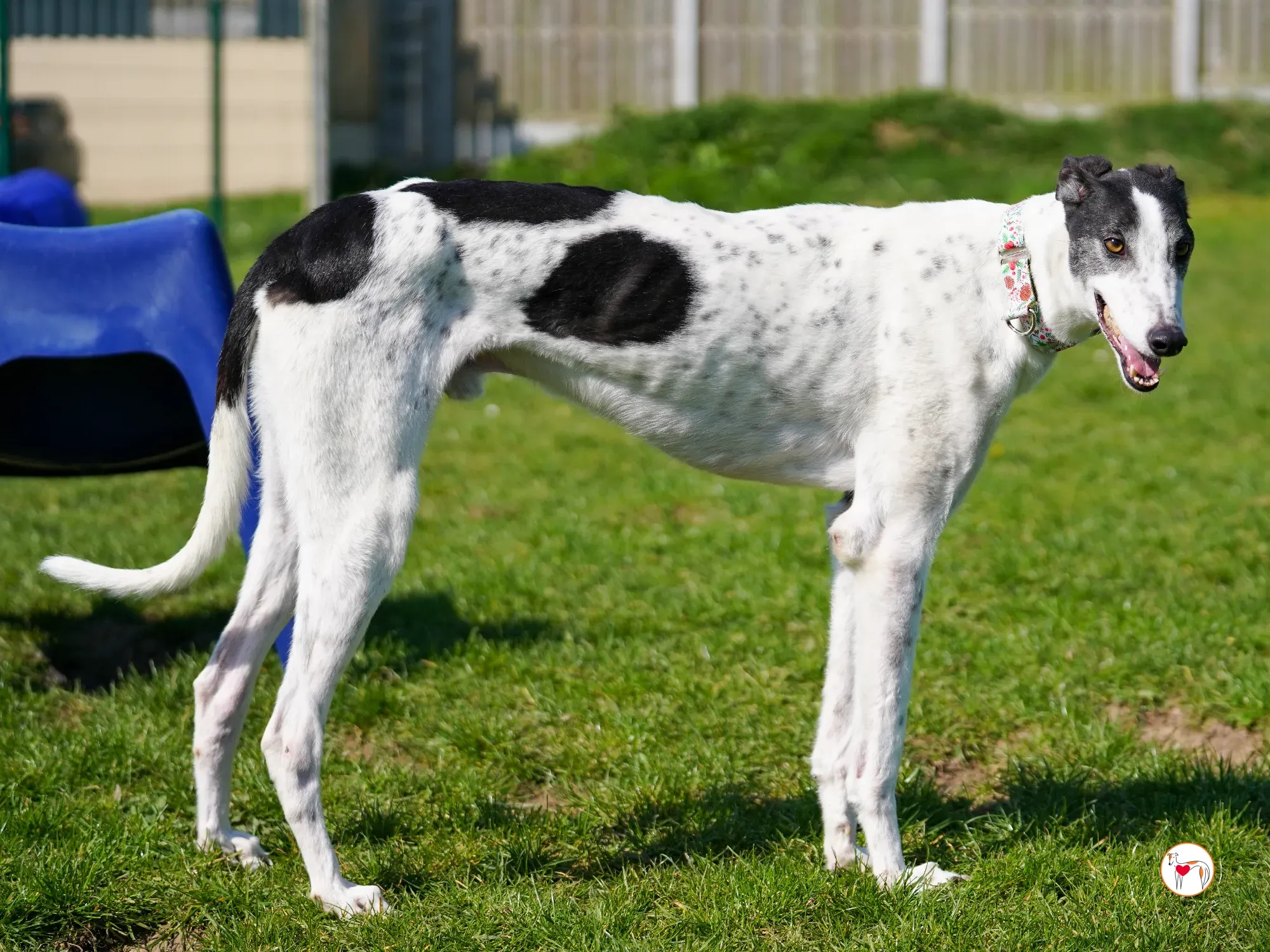 seamus grey adozione 09