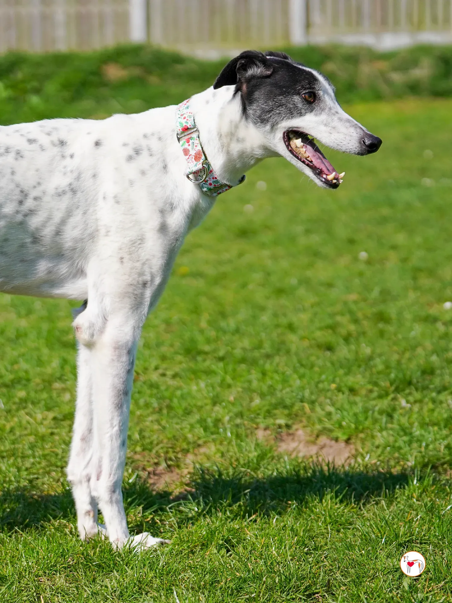 seamus grey adozione 10