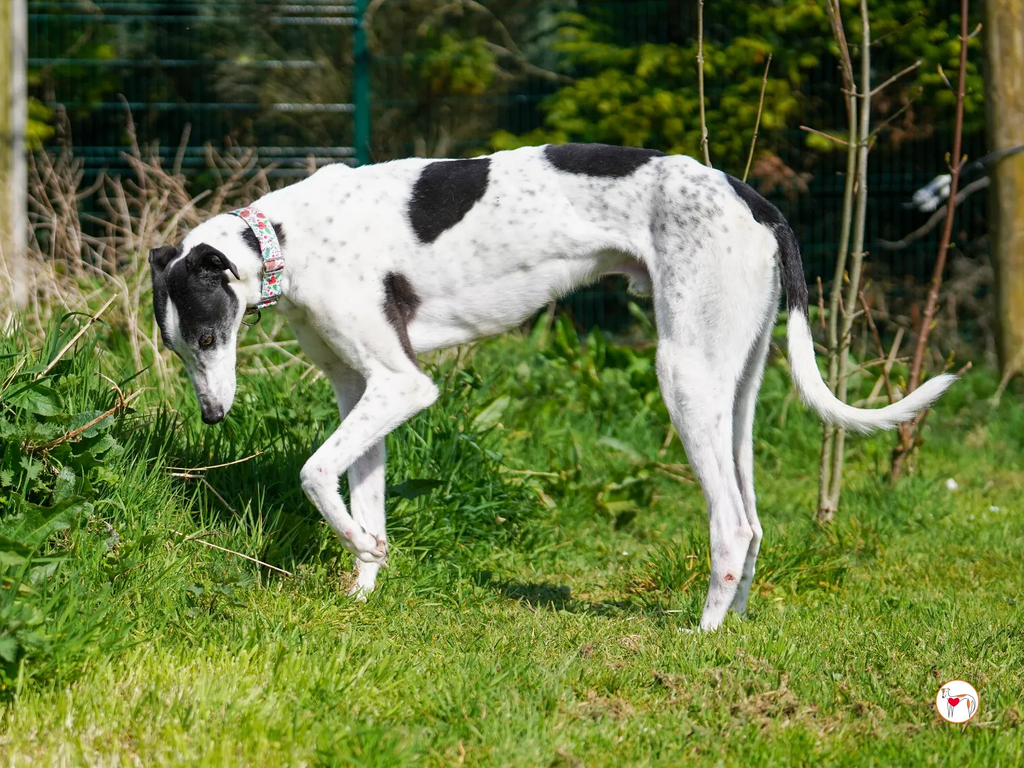 seamus grey adozione 11