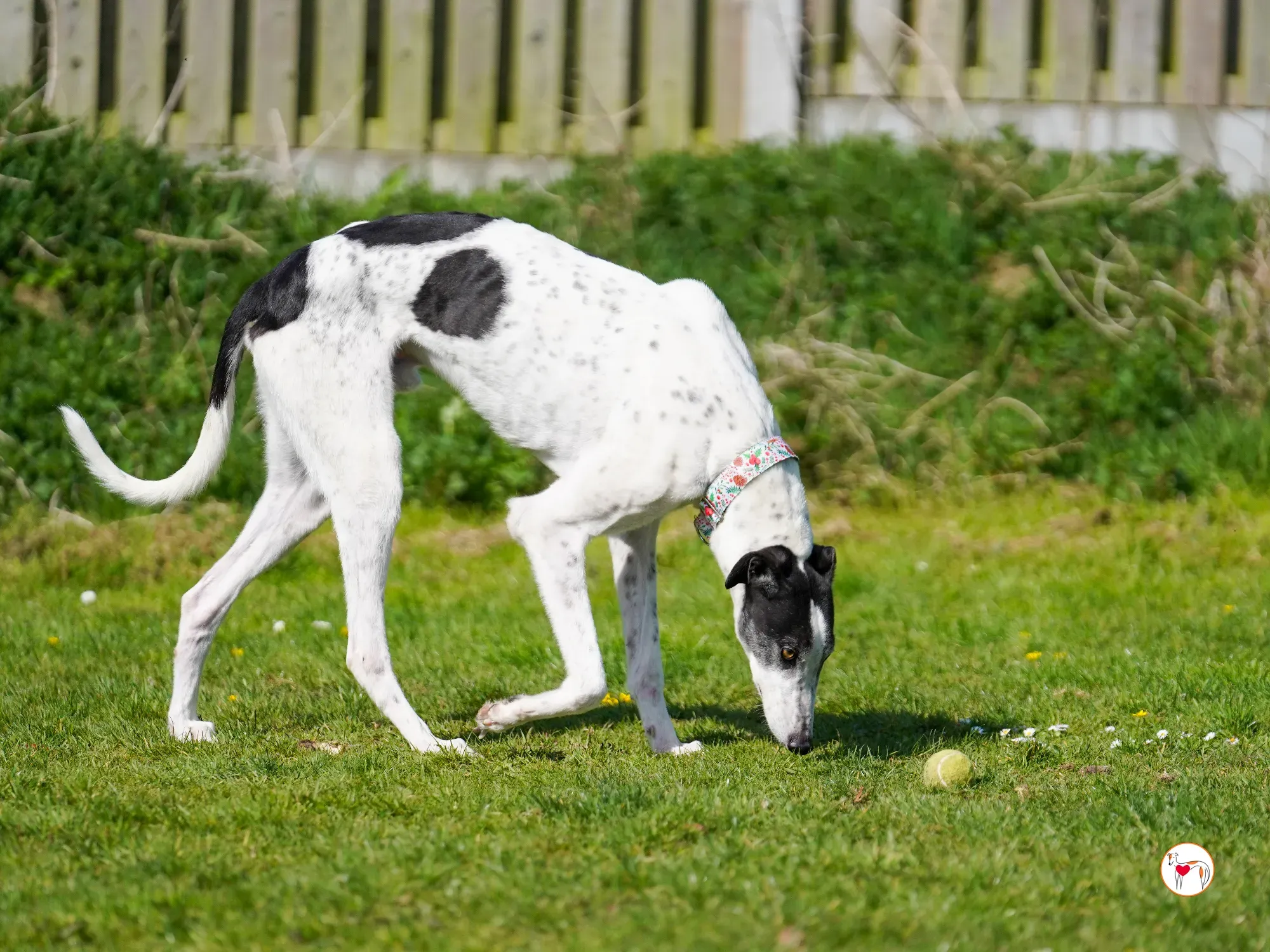 seamus grey adozione 12