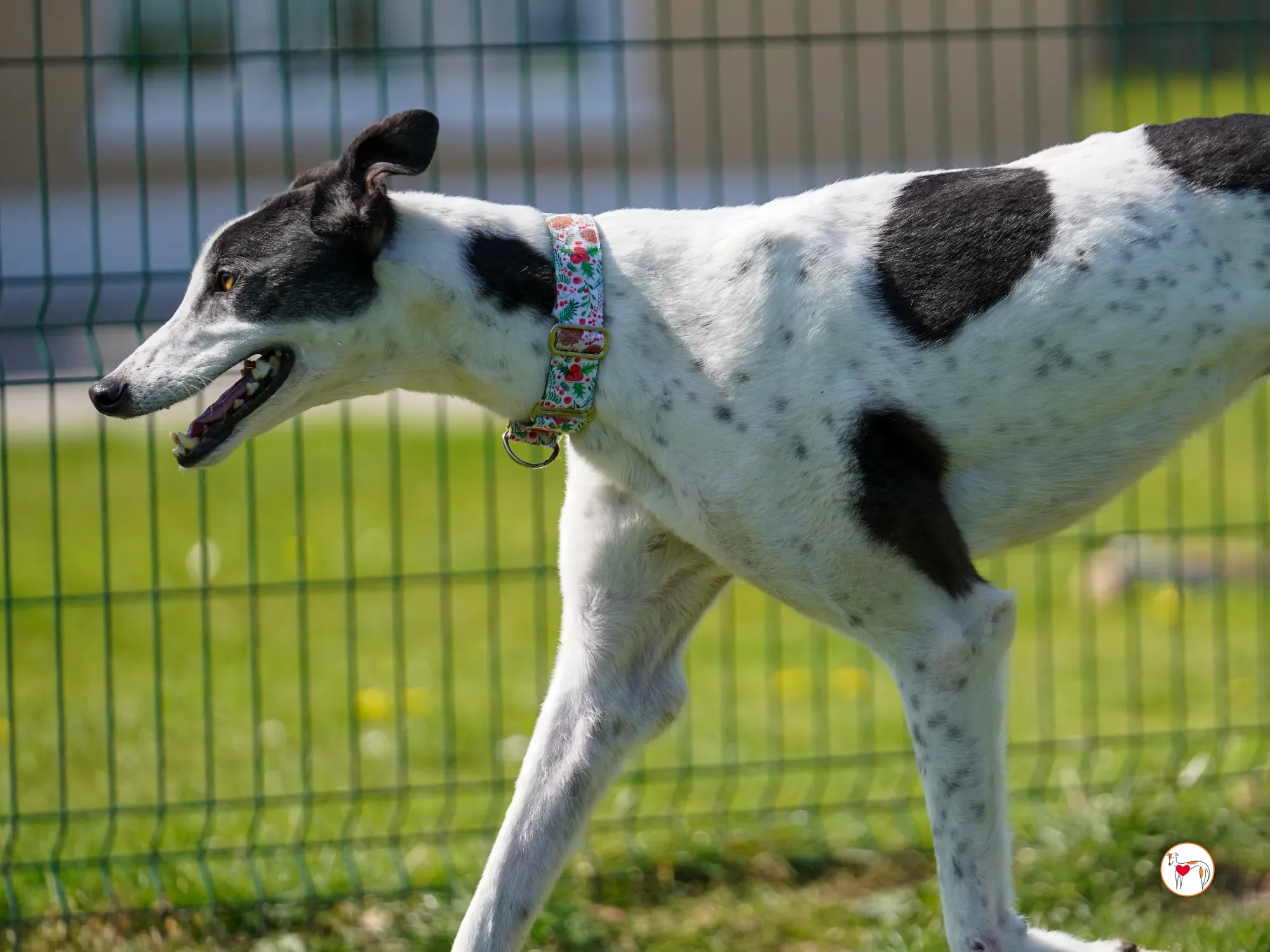 seamus grey adozione 13