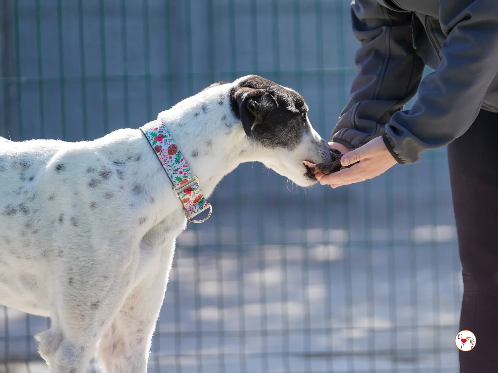 seamus grey adozione 14