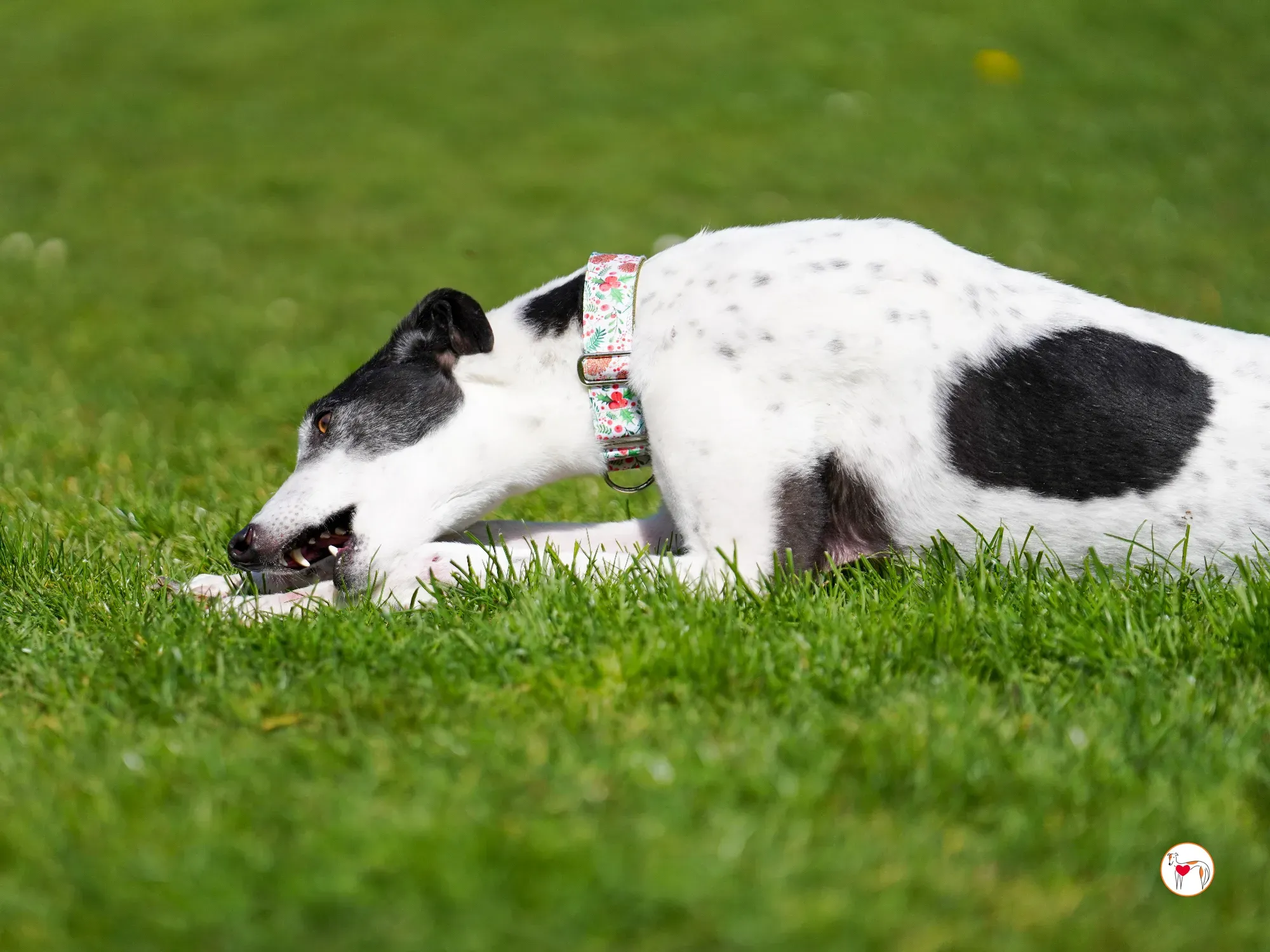 seamus grey adozione 15