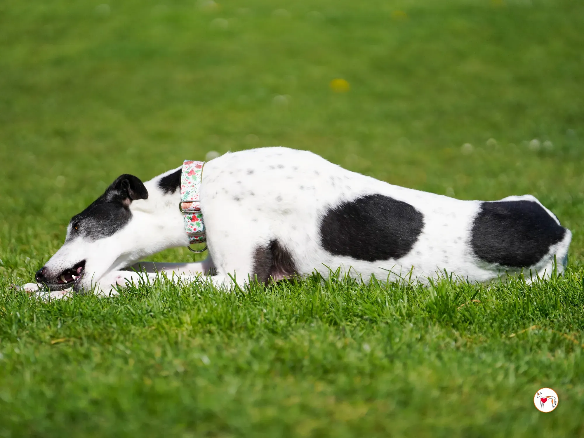 seamus grey adozione 16