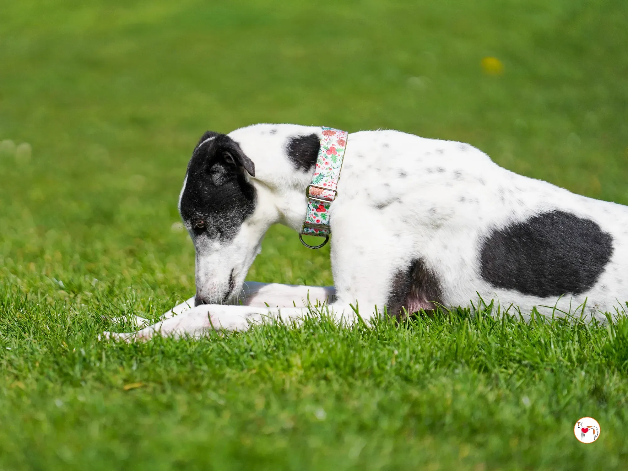 seamus grey adozione 17