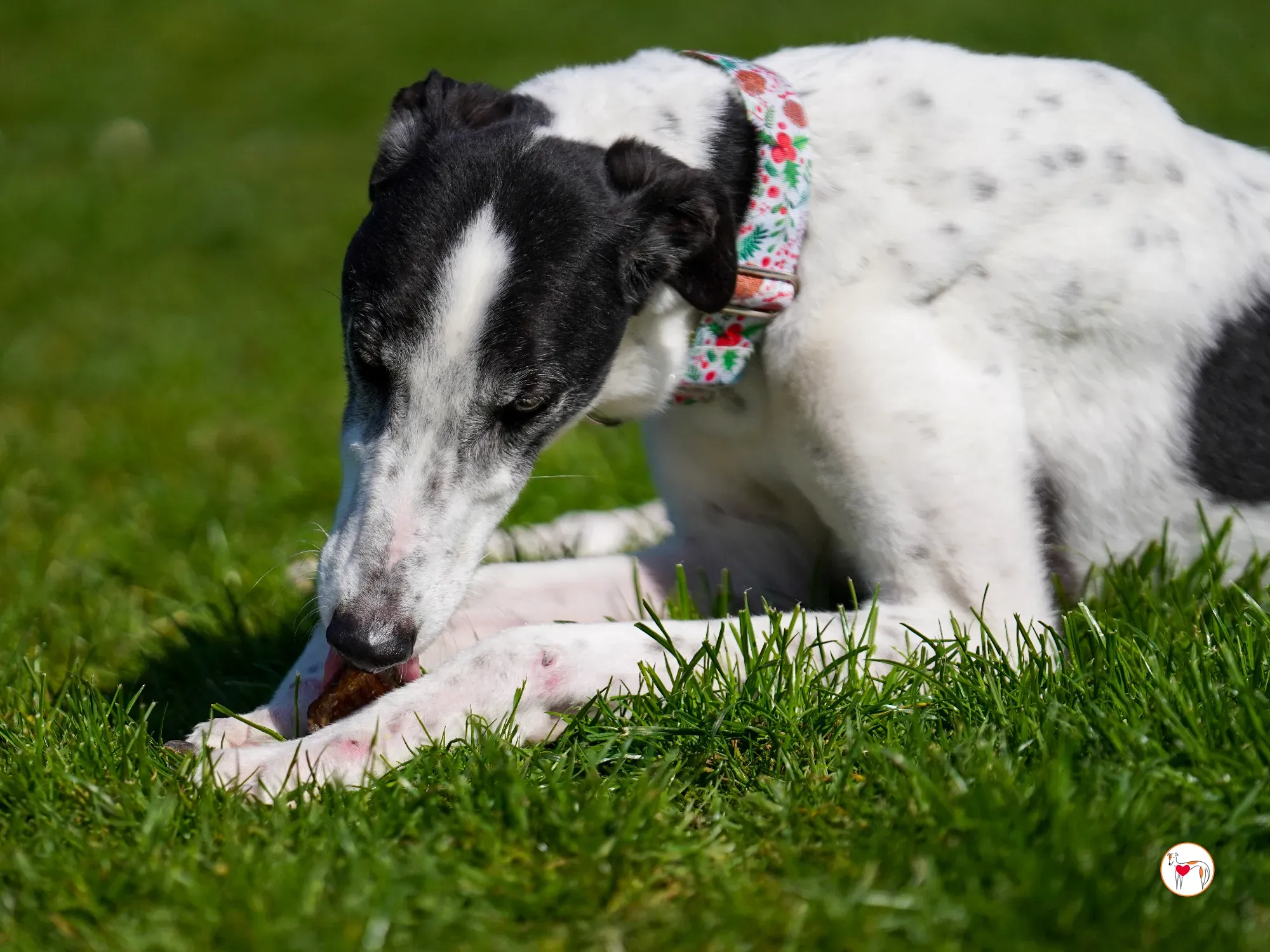 seamus grey adozione 18