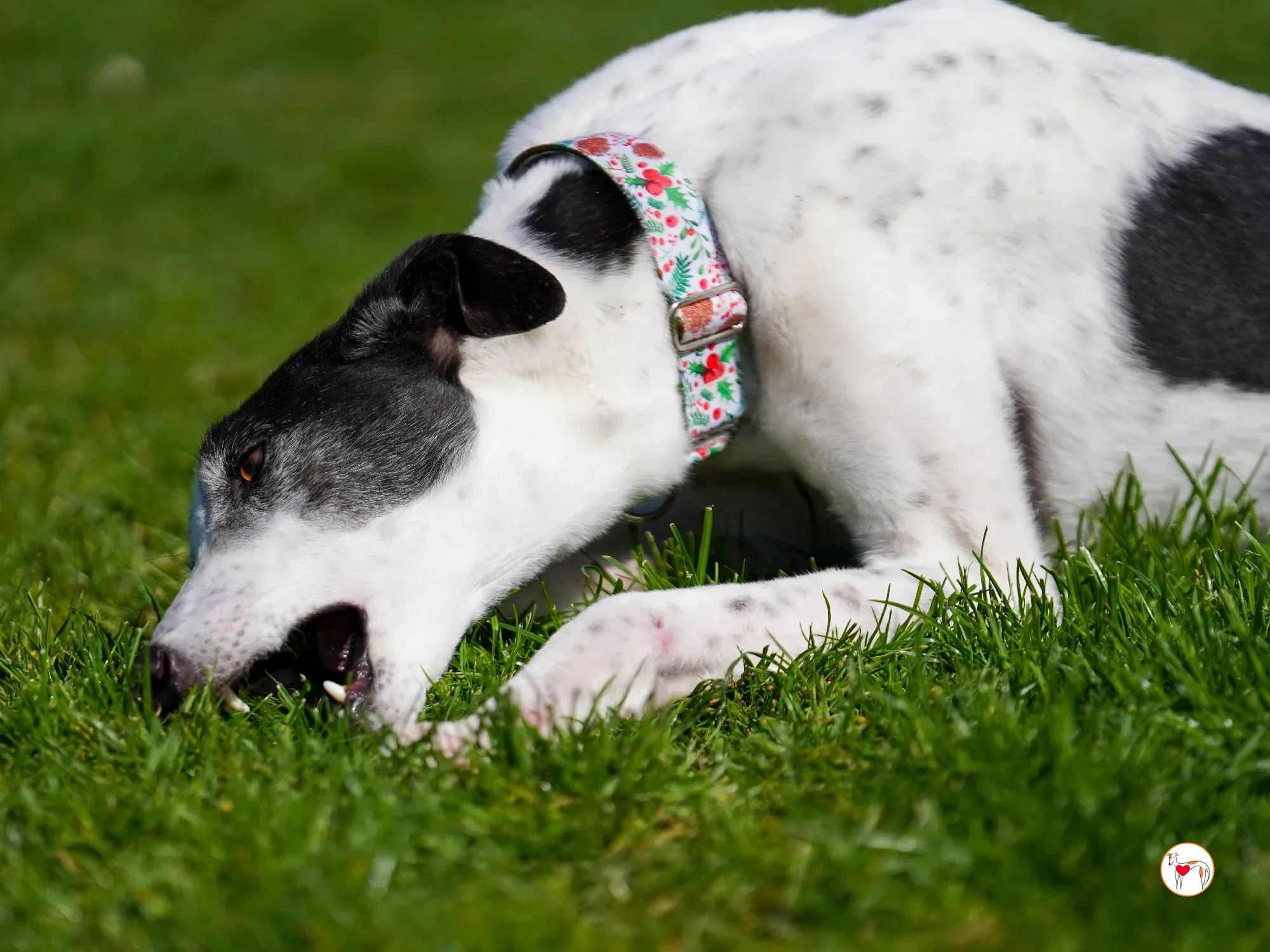 seamus grey adozione 19