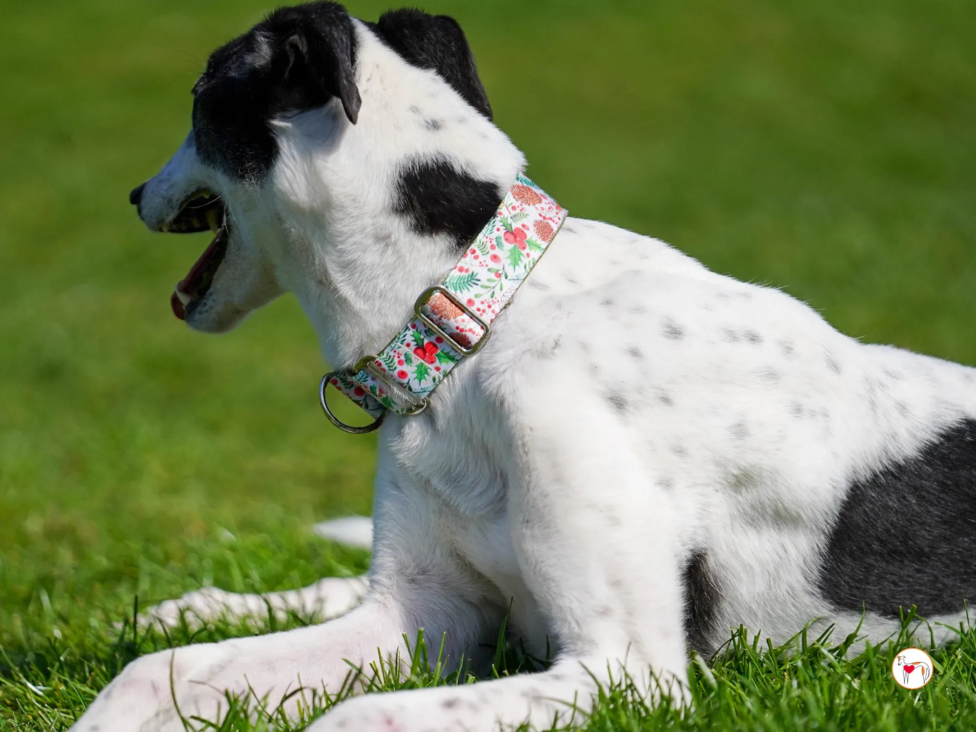 seamus grey adozione 20