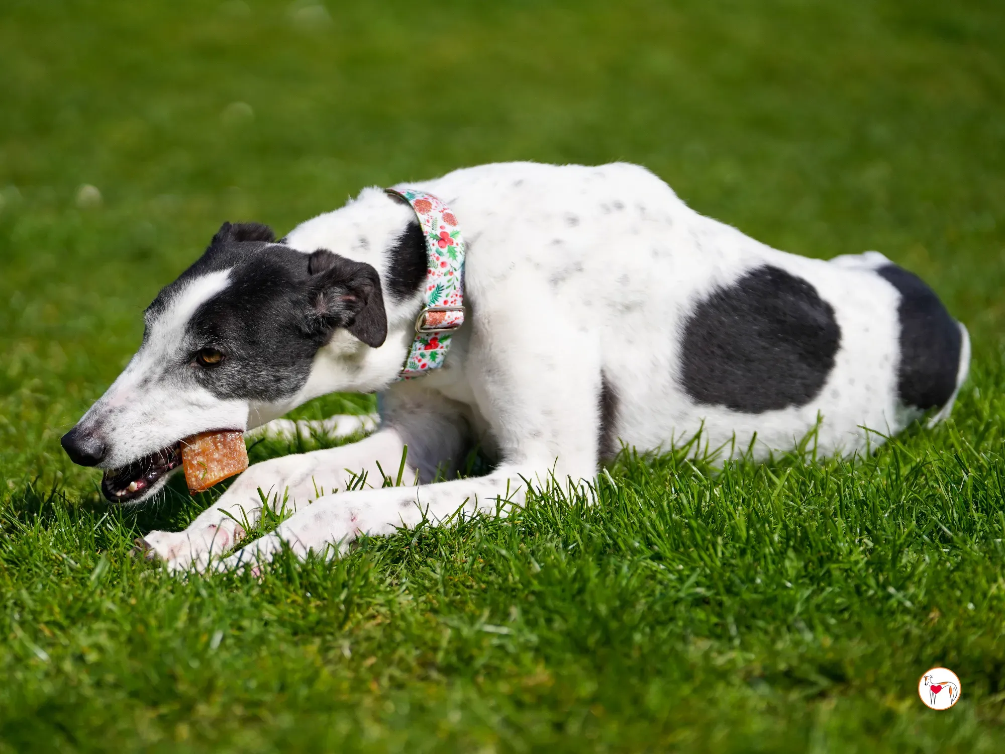 seamus grey adozione 21