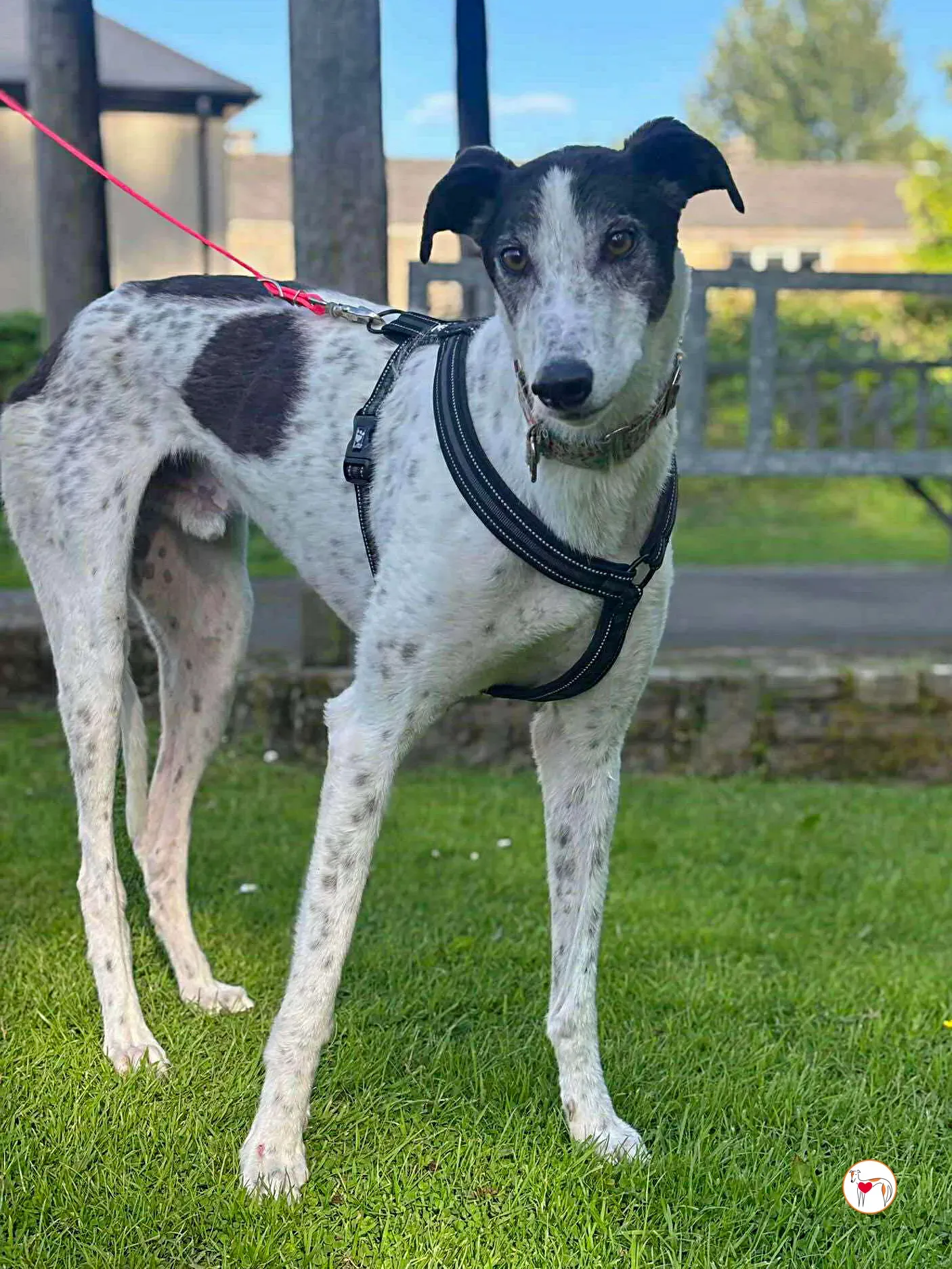 seamus grey adozione 22