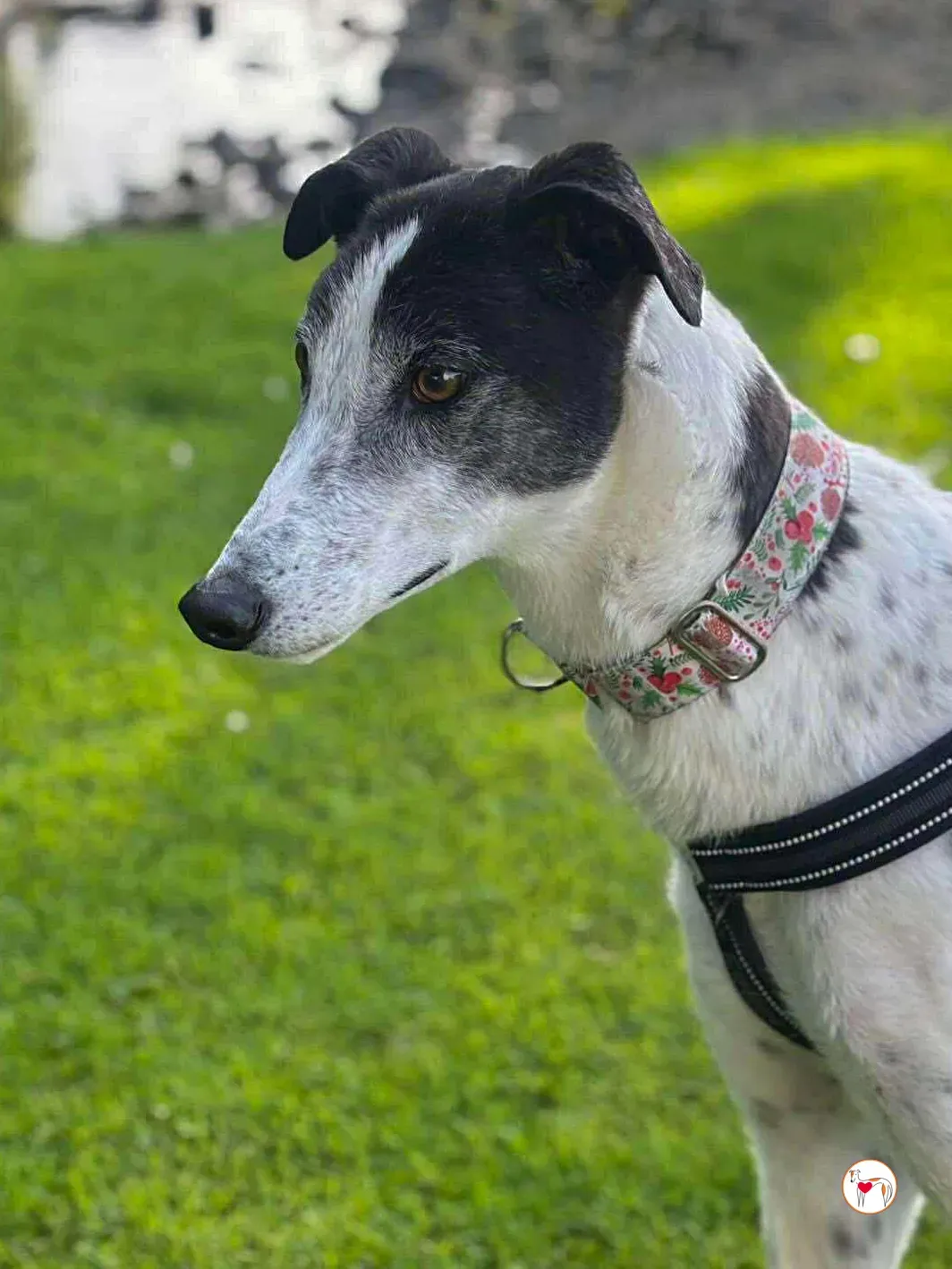 seamus grey adozione 23