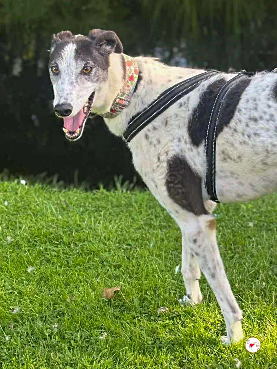 seamus grey adozione 24