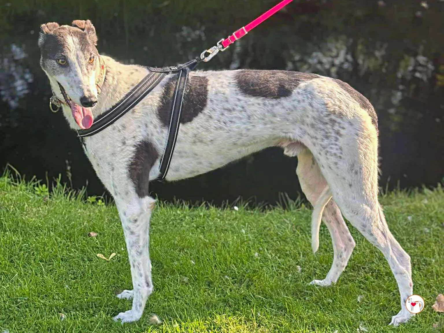 seamus grey adozione 25