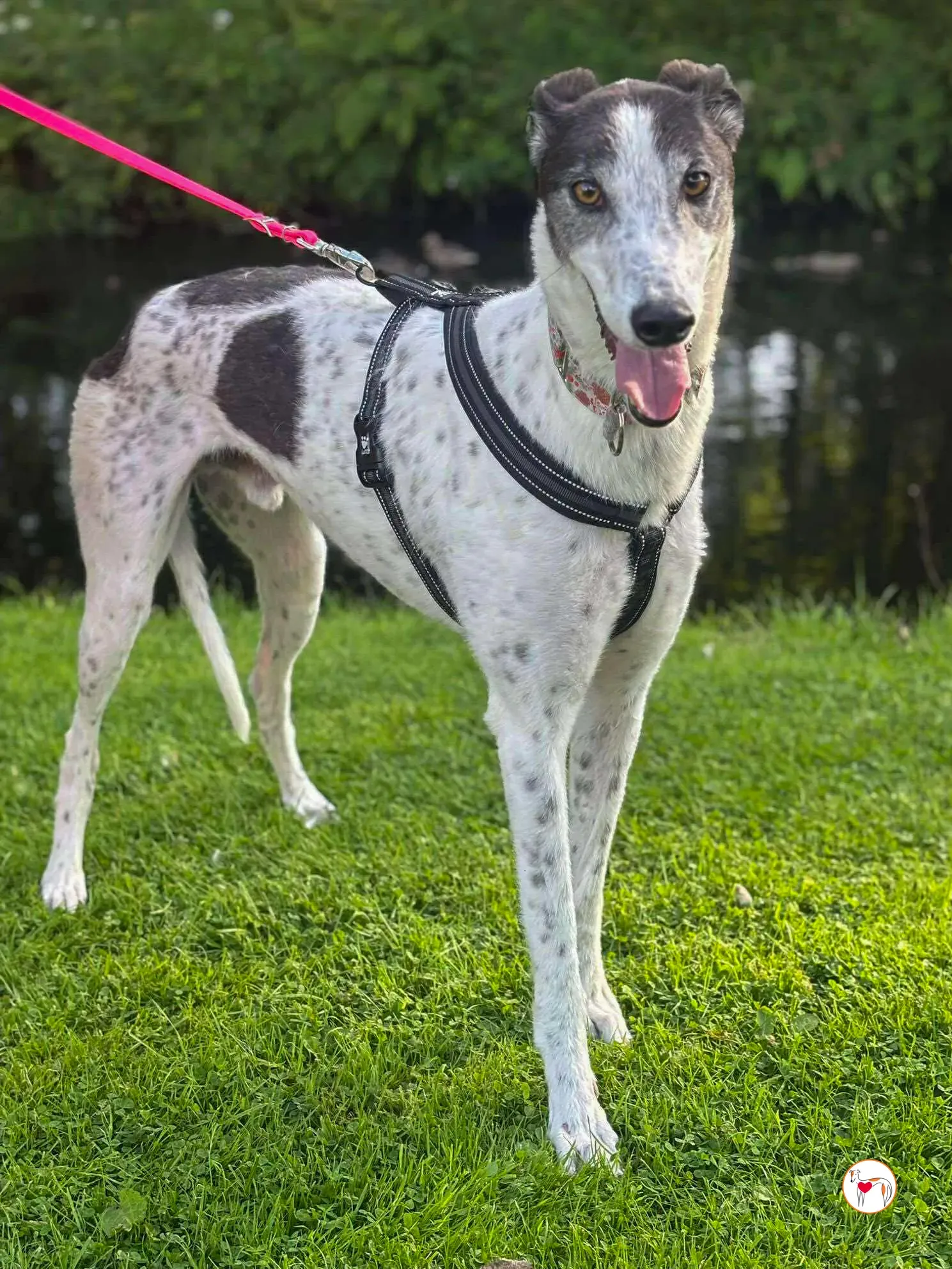 seamus grey adozione 26