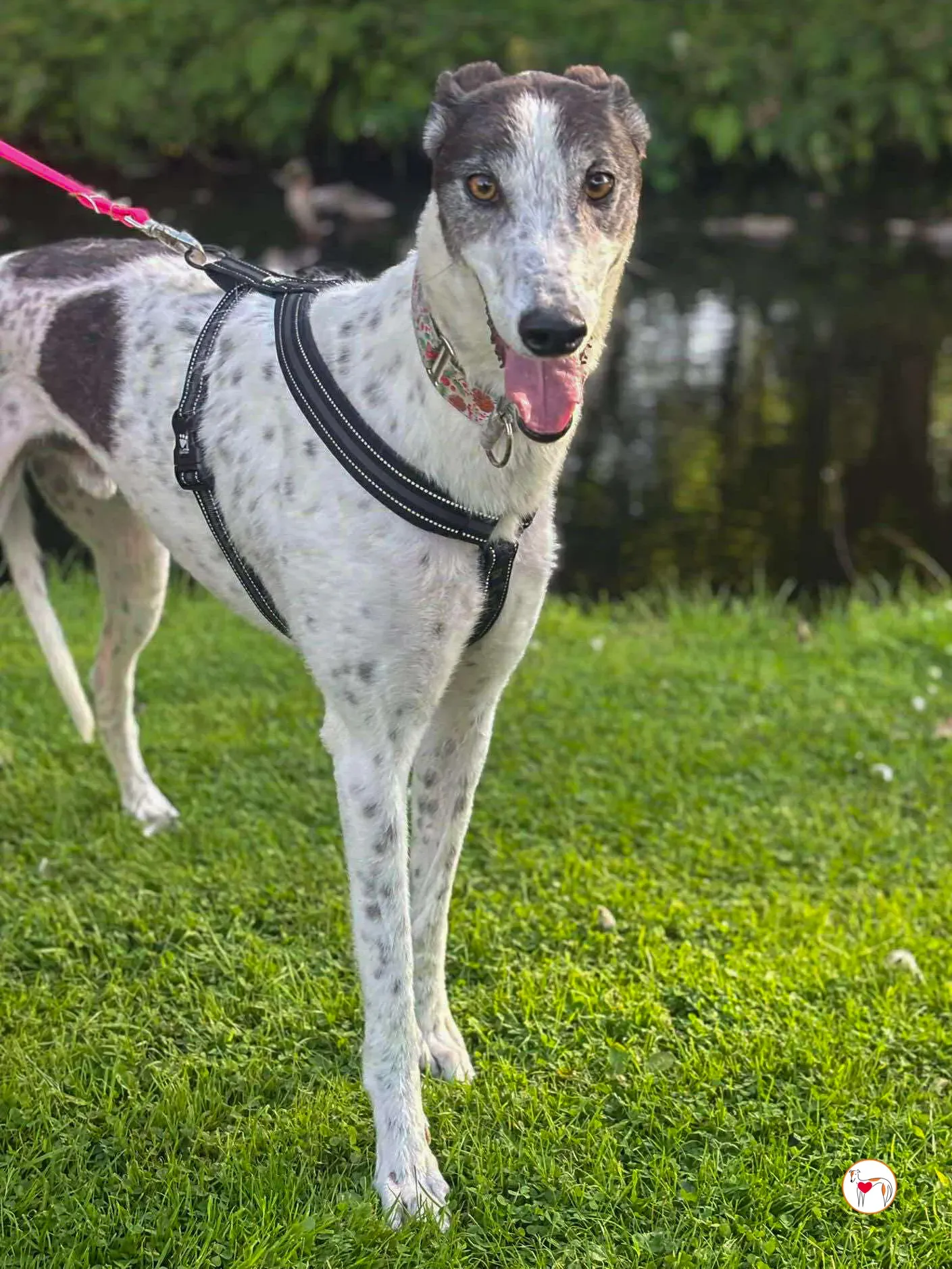 seamus grey adozione 27