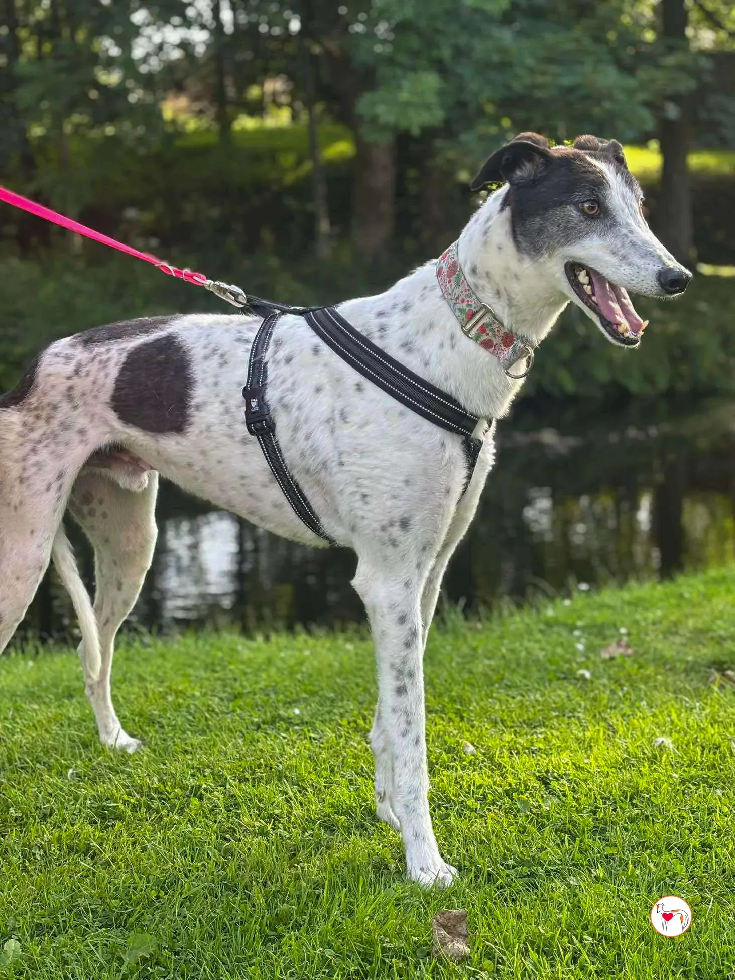 seamus grey adozione 28