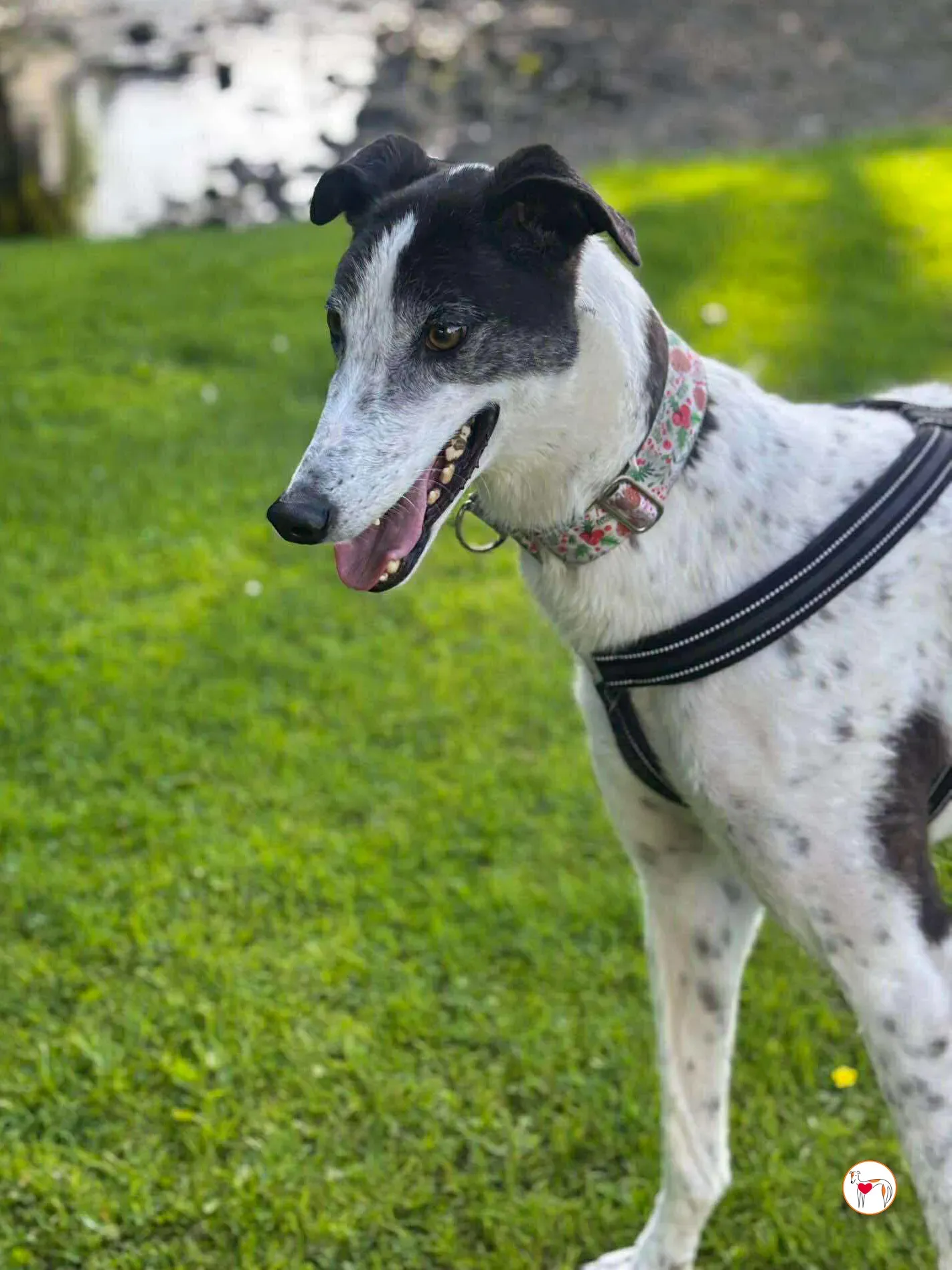 seamus grey adozione 29