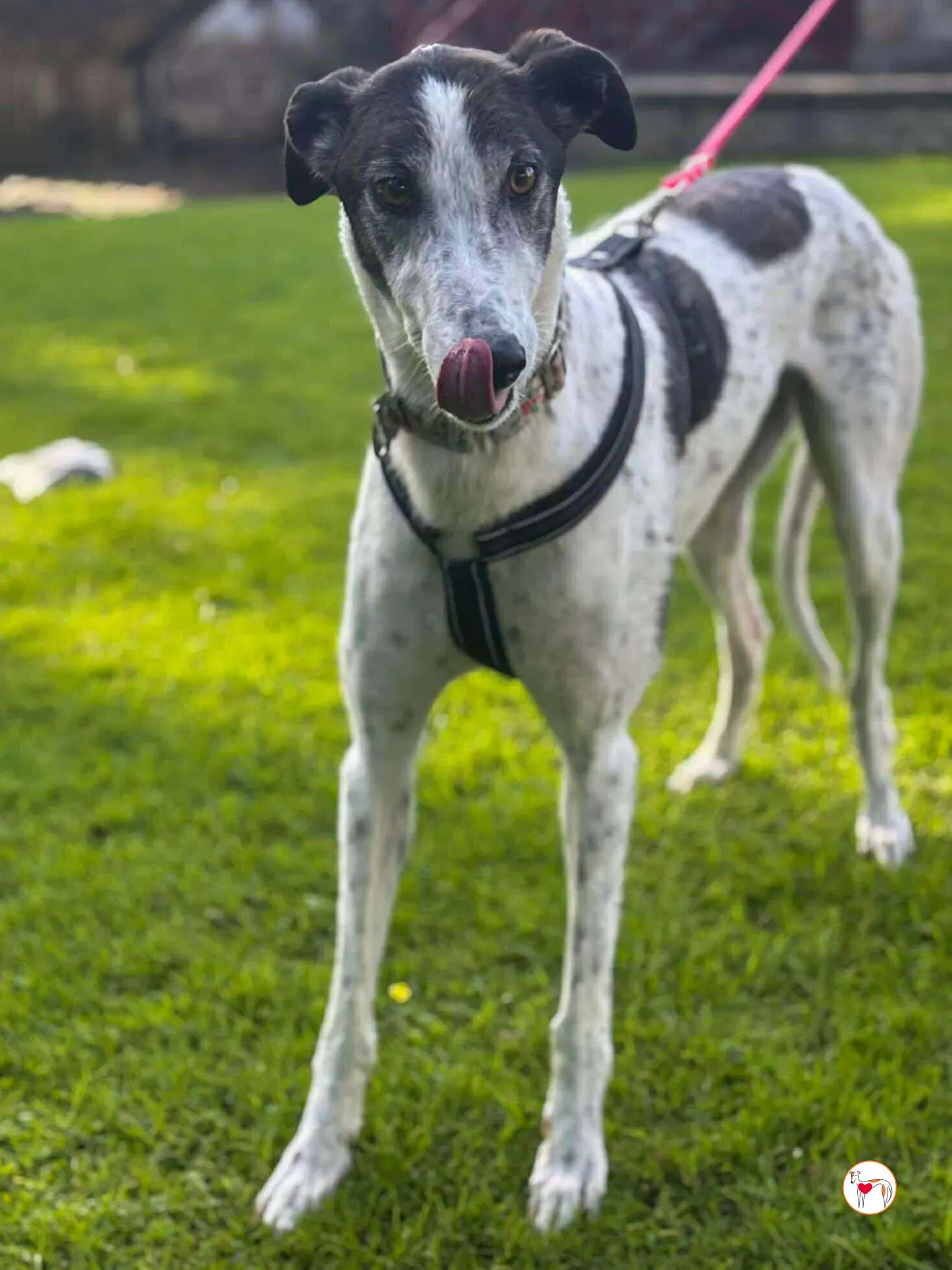 seamus grey adozione 30