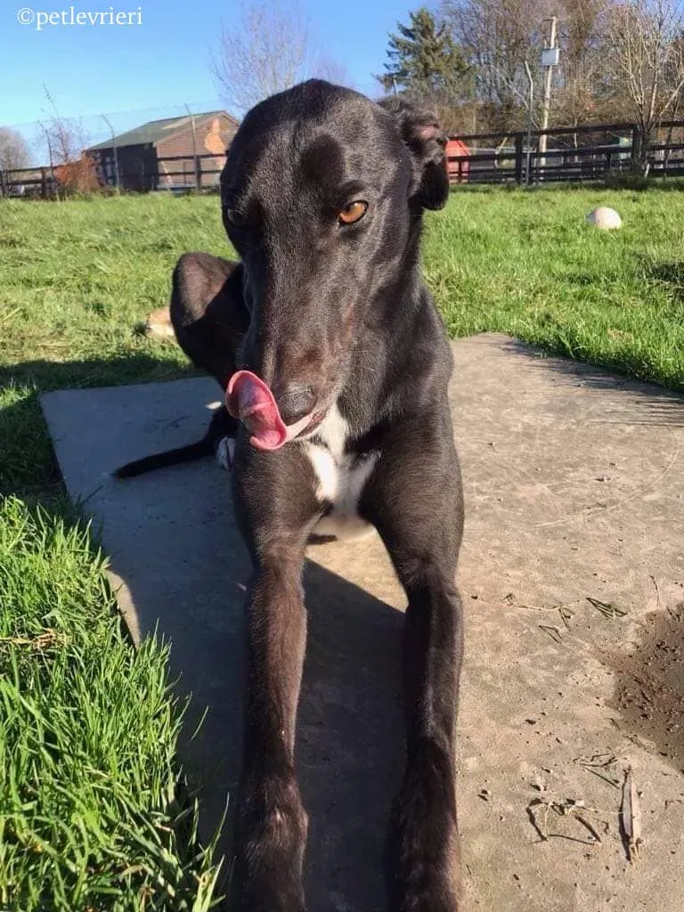 seanie adozione levrieri greyhound 1