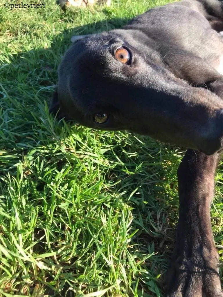 seanie adozione levrieri greyhound 3