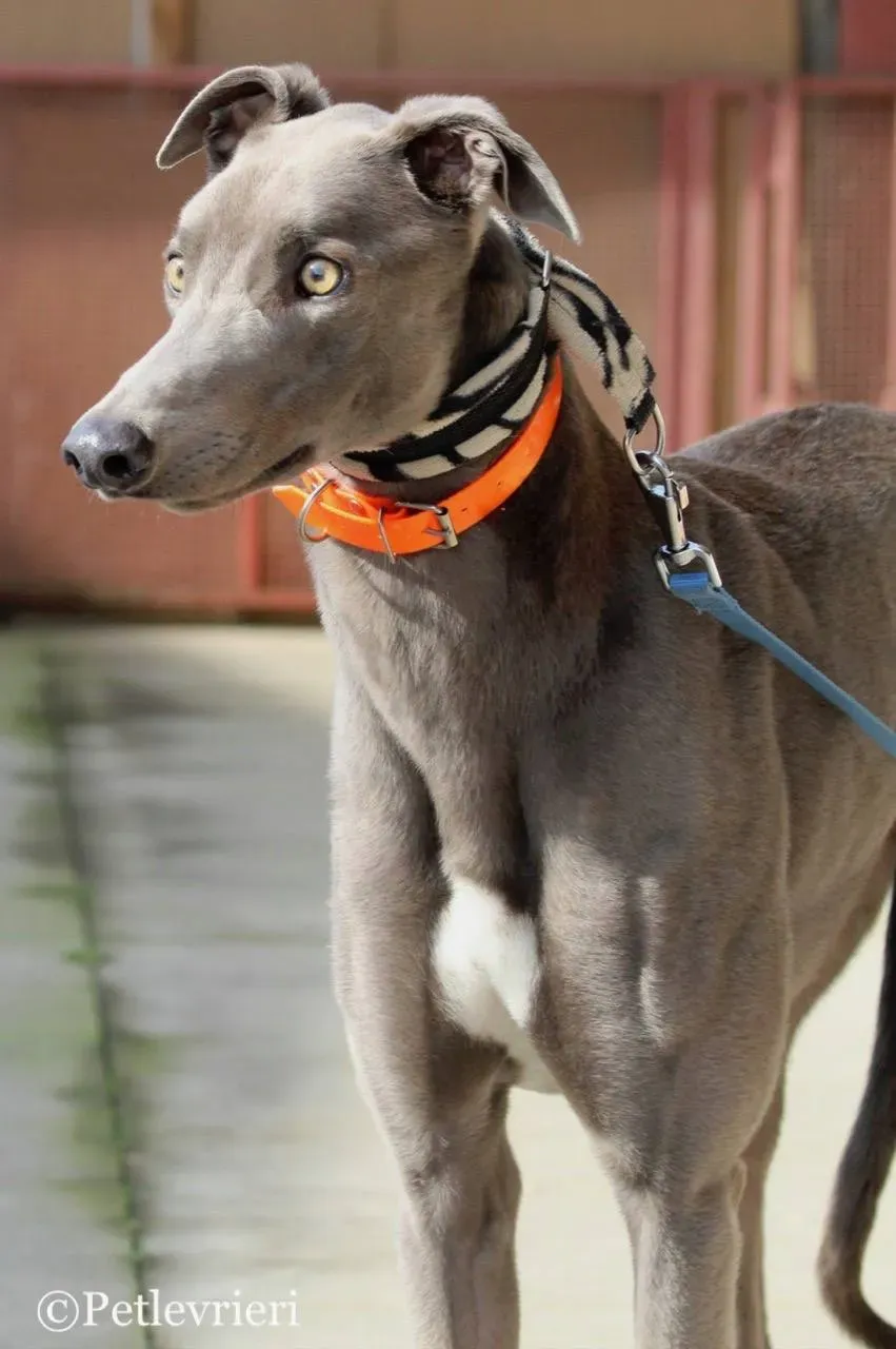 seaside blue adozione levrieri greyhound 1 1