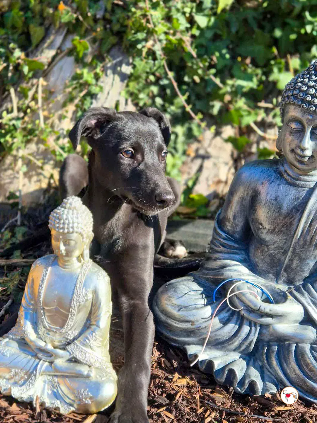 seaweed grey cucciolo adozione 01