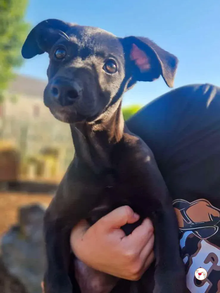 seaweed grey cucciolo adozione 02