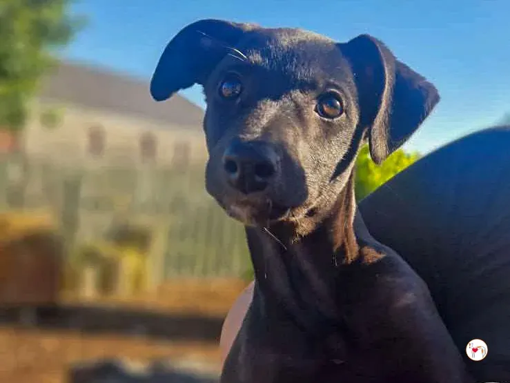 seaweed grey cucciolo adozione 03