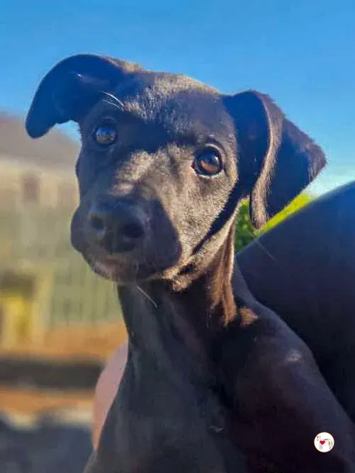 seaweed grey cucciolo adozione 04