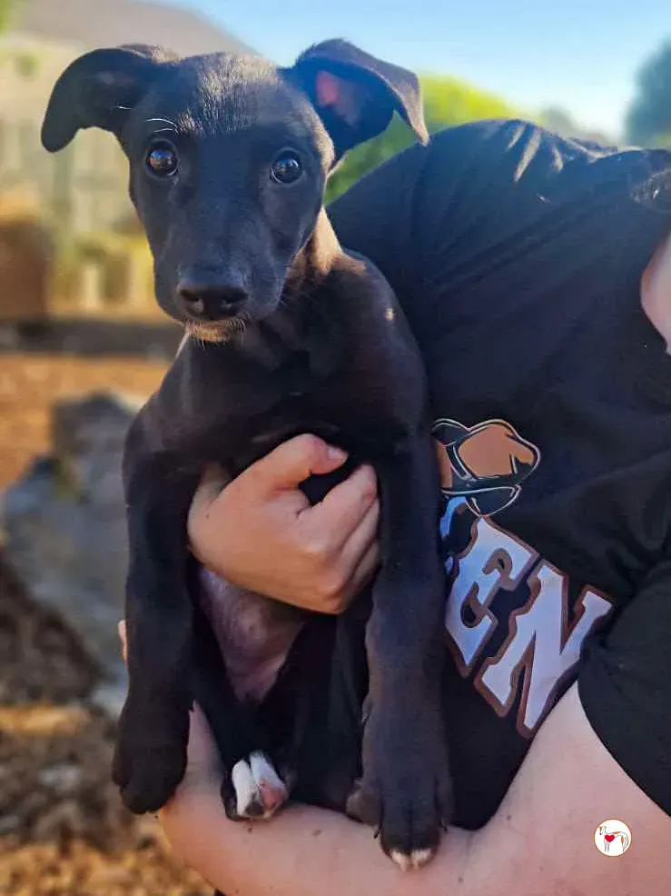 seaweed grey cucciolo adozione 05