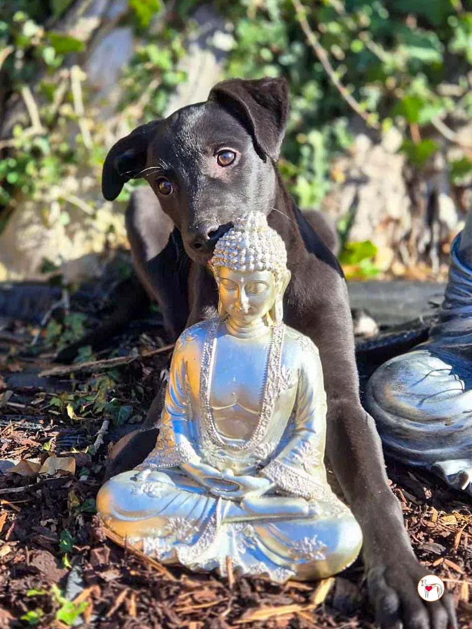 seaweed grey cucciolo adozione 06