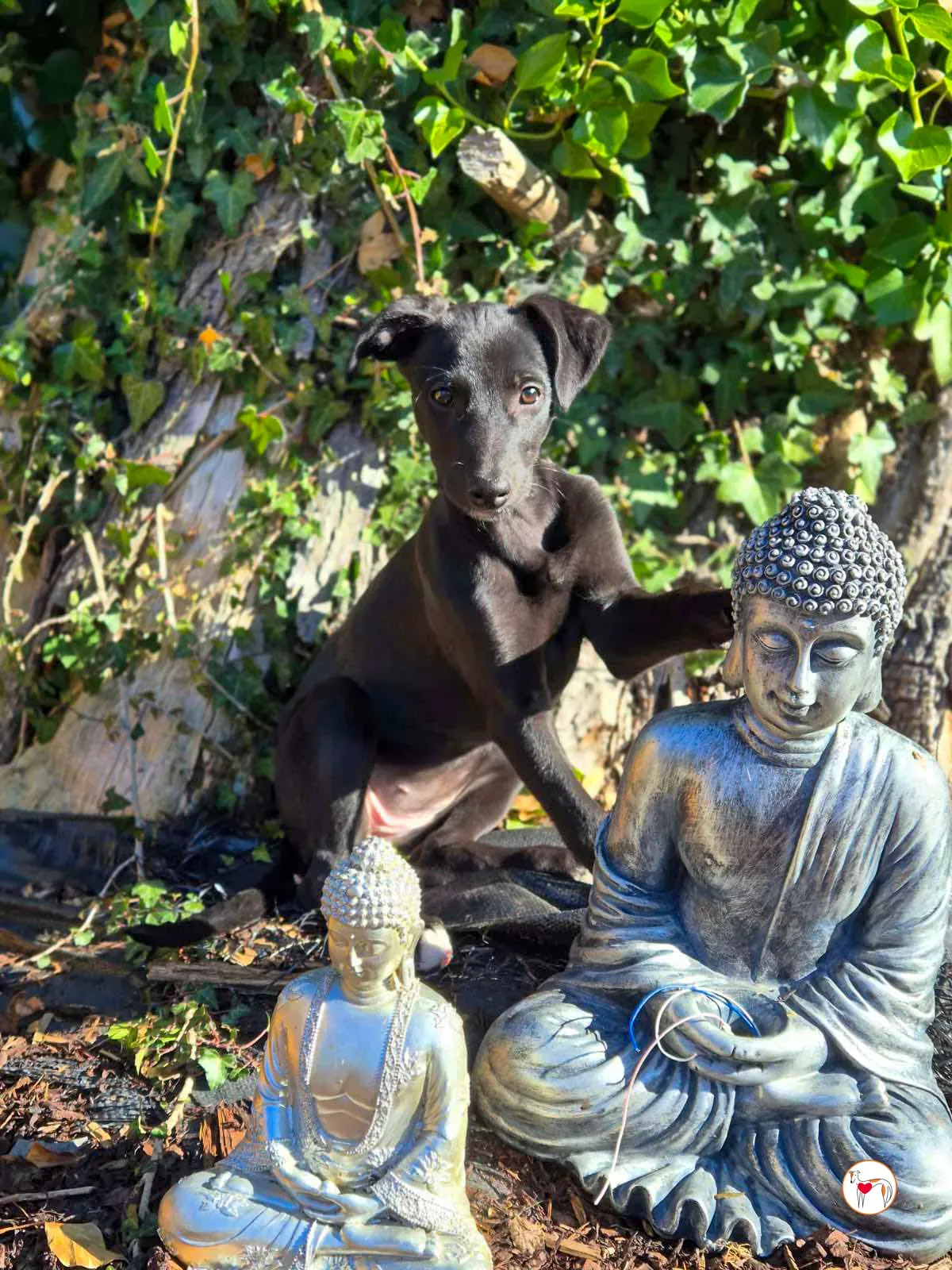 seaweed grey cucciolo adozione 07