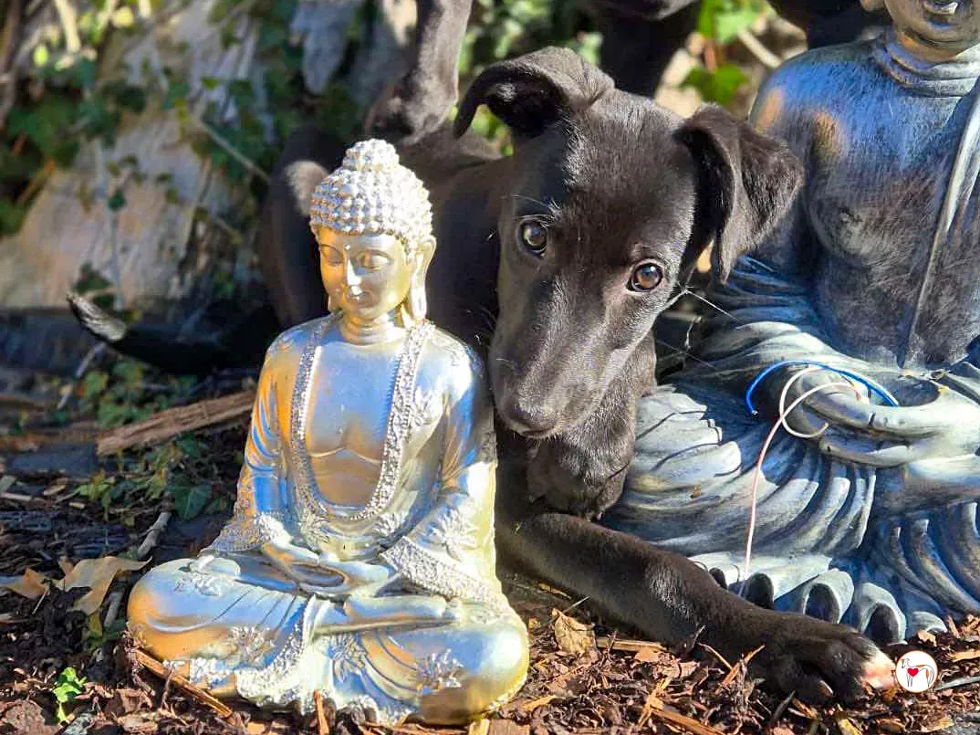 seaweed grey cucciolo adozione 08