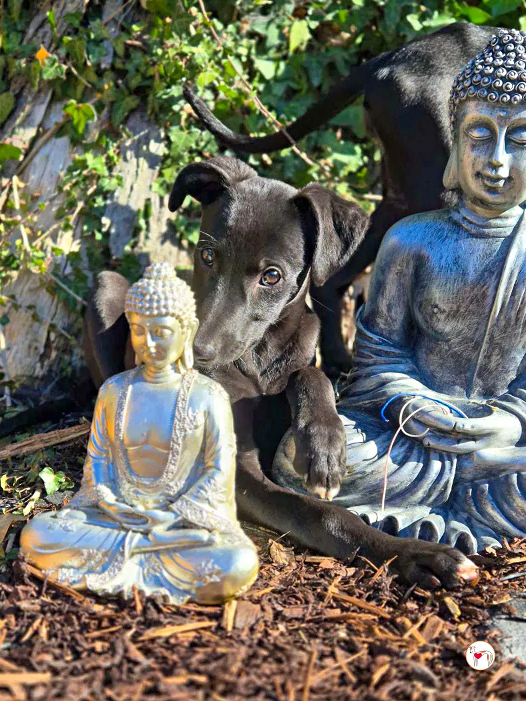 seaweed grey cucciolo adozione 09