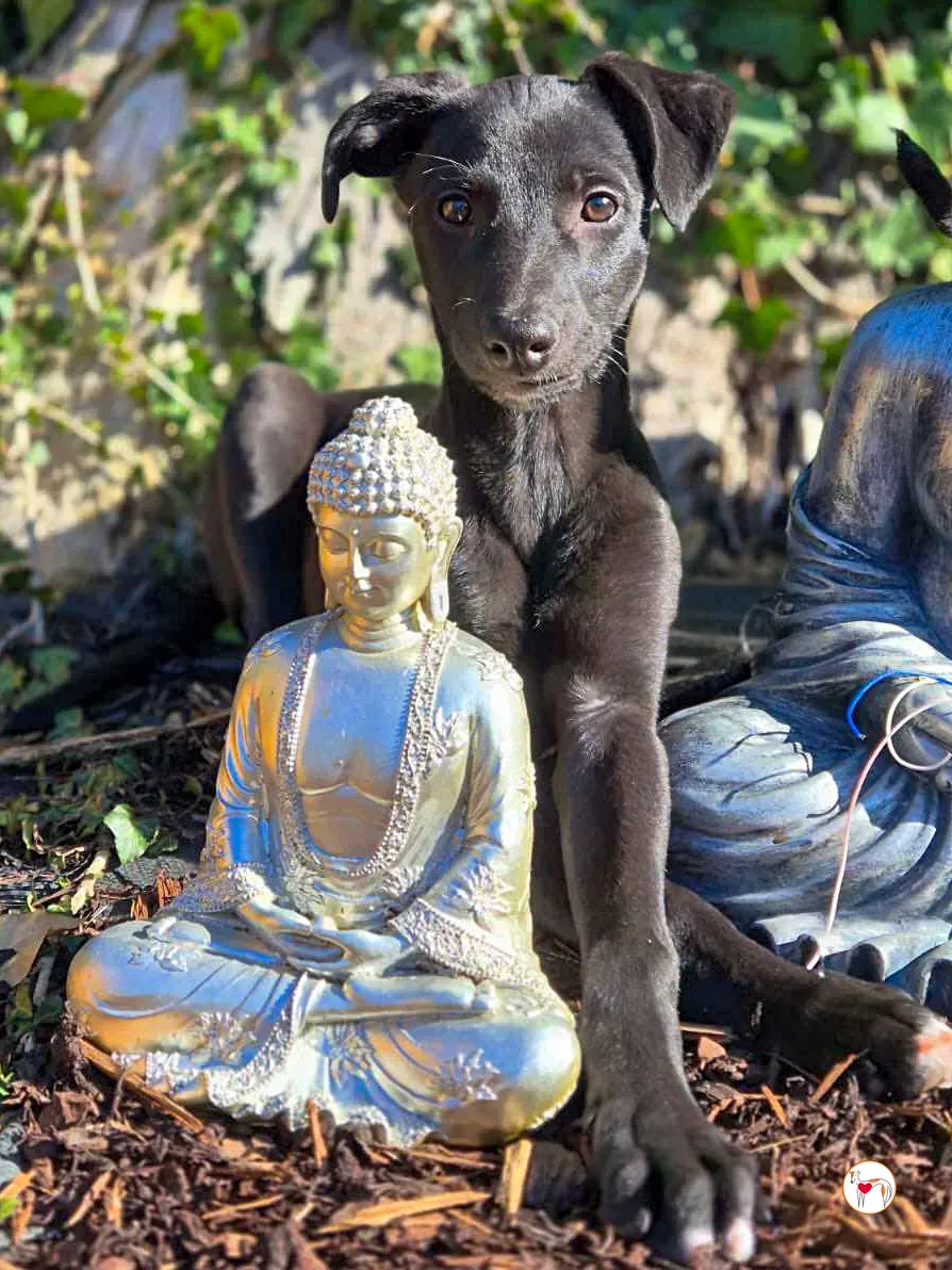 seaweed grey cucciolo adozione 10