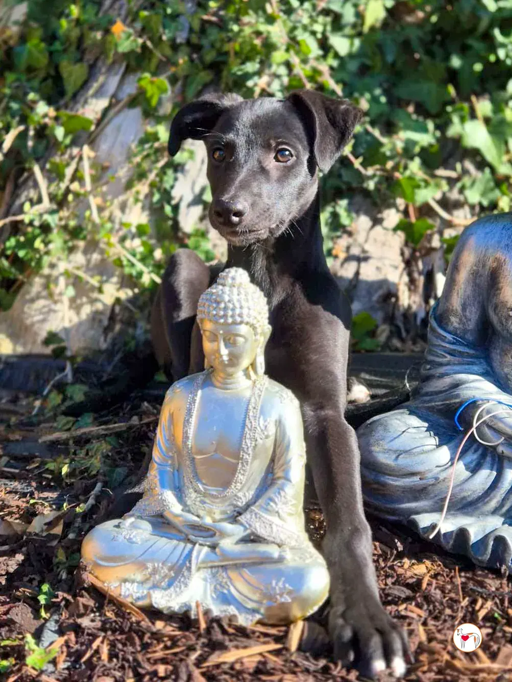 seaweed grey cucciolo adozione 11